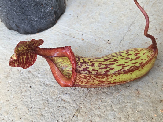 Nepenthes 'Gothica'