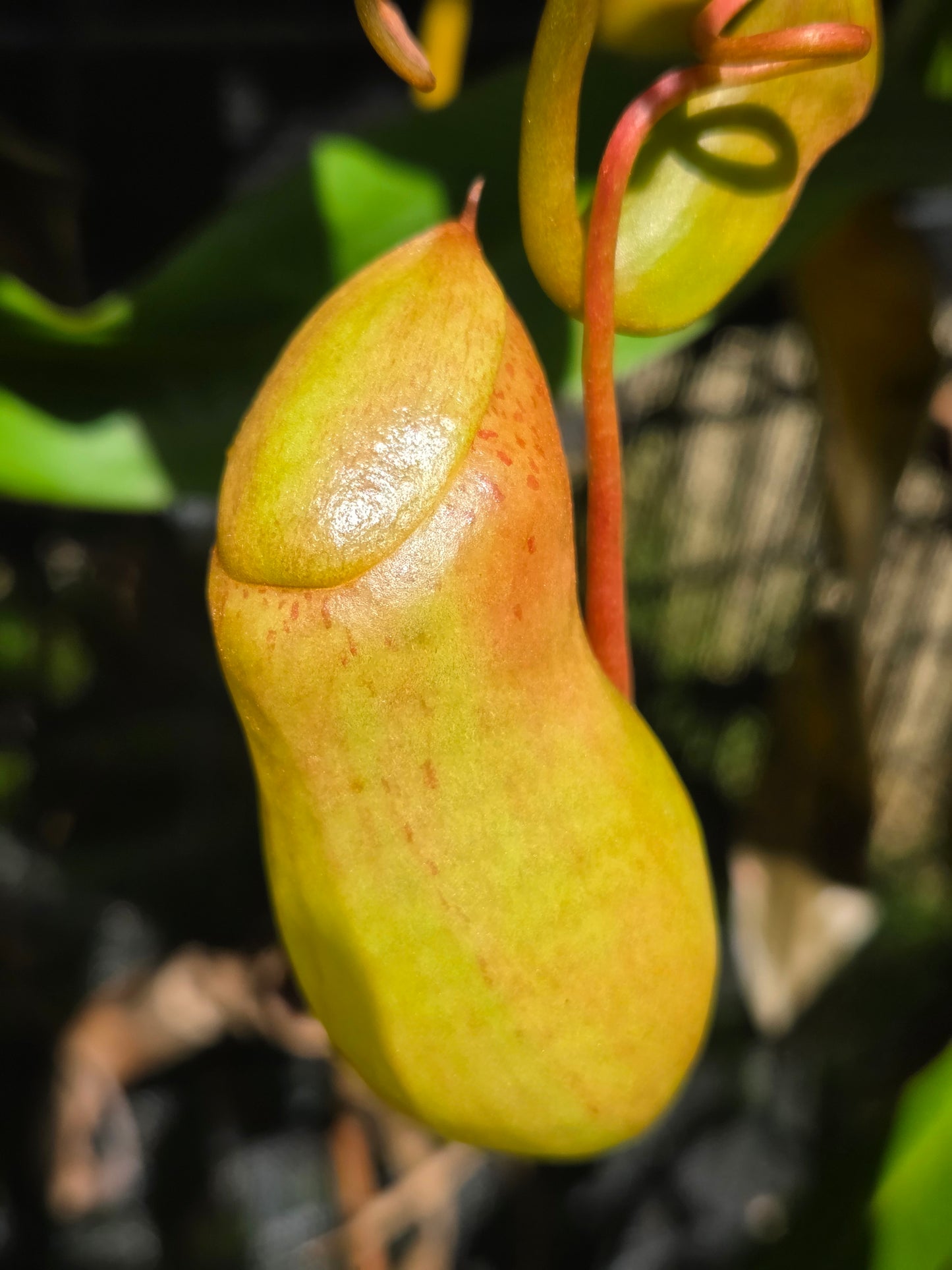 Nepenthes ventricosa "Squat"