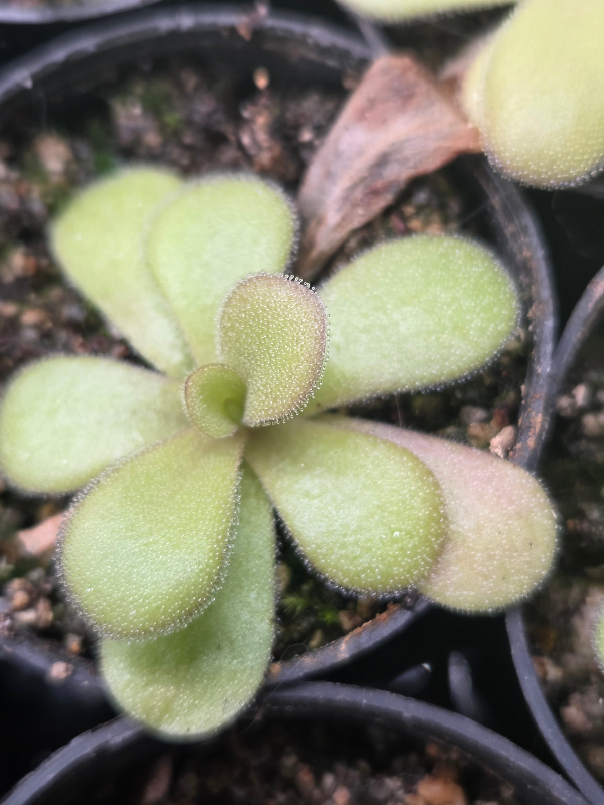 Pinguicula gigantea x agnata (Small)