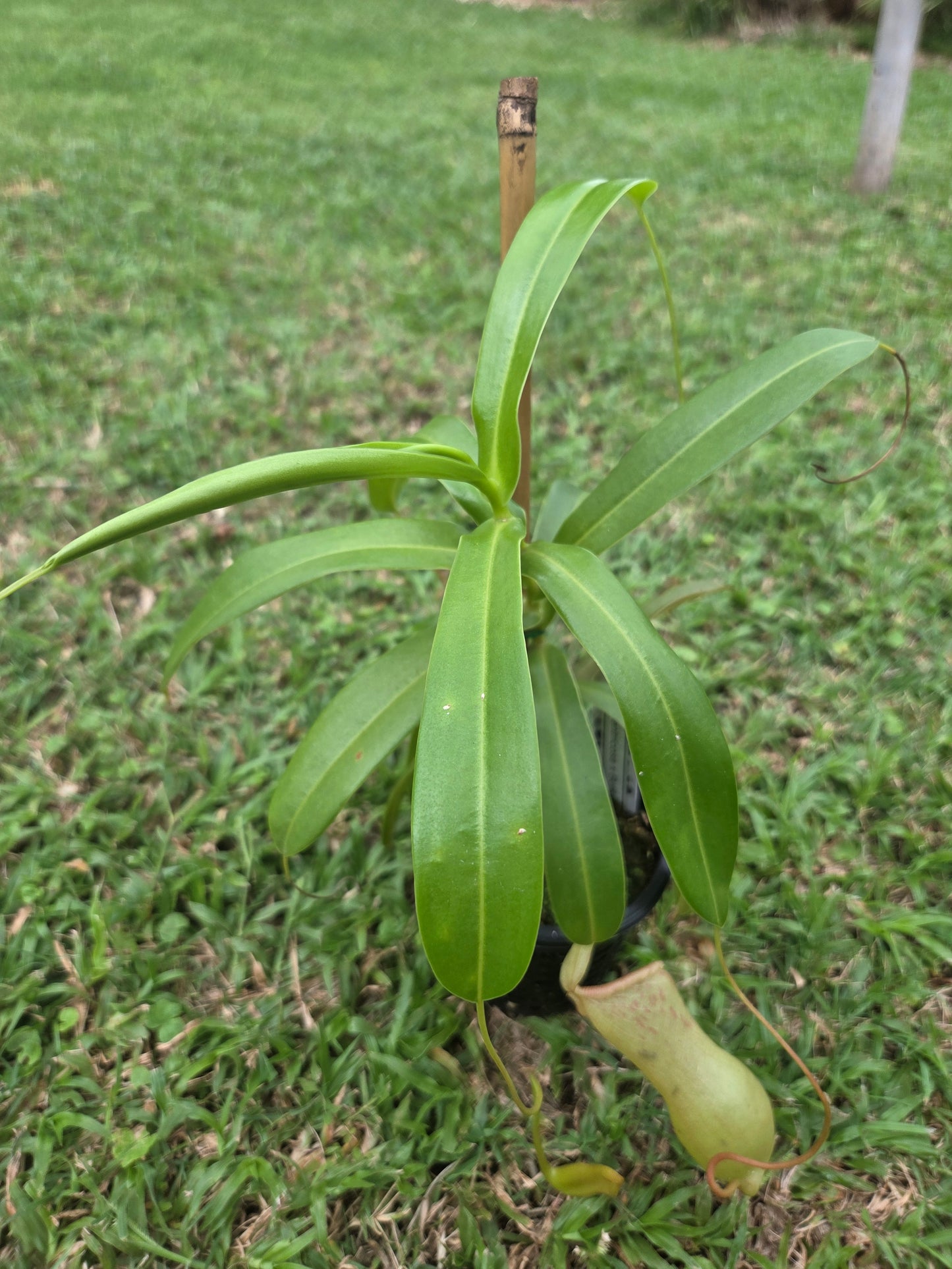 Nepenthes ventricosa x burkei