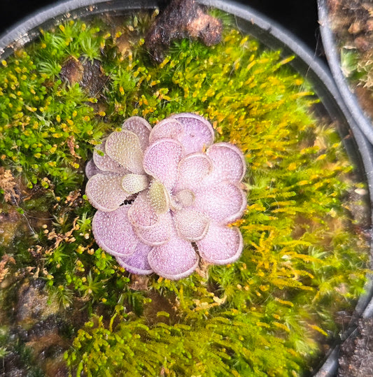 Pinguicula cyclosecta