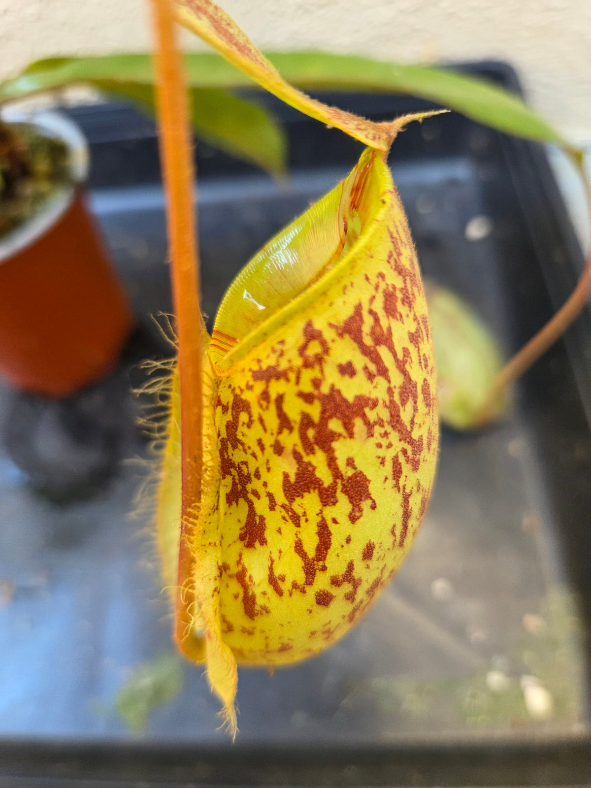Nepenthes (viking x rafflesiana) x ampullaria (Large)