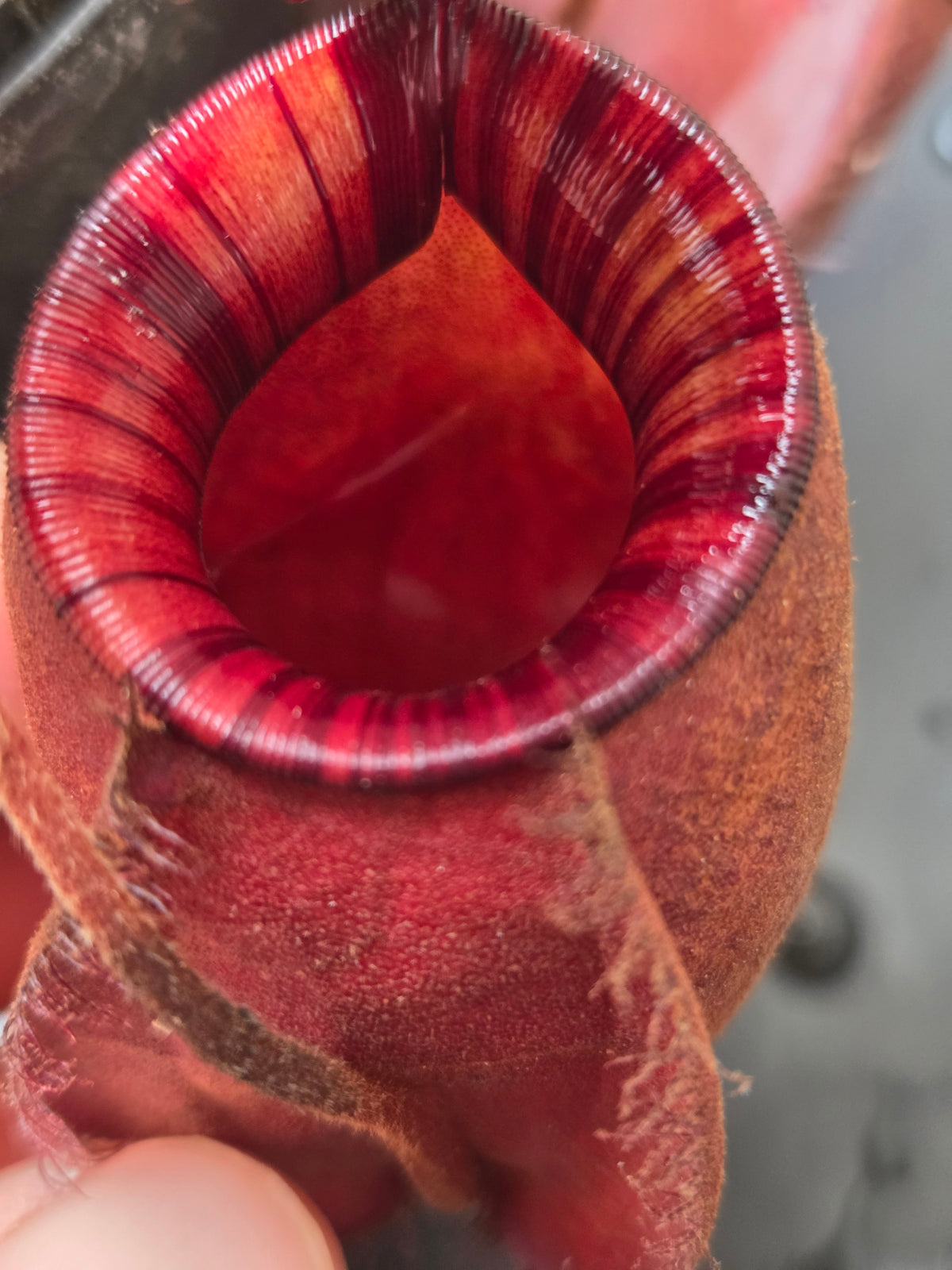 Nepenthes viking x ampullaria 'Black Miracle' - Medium