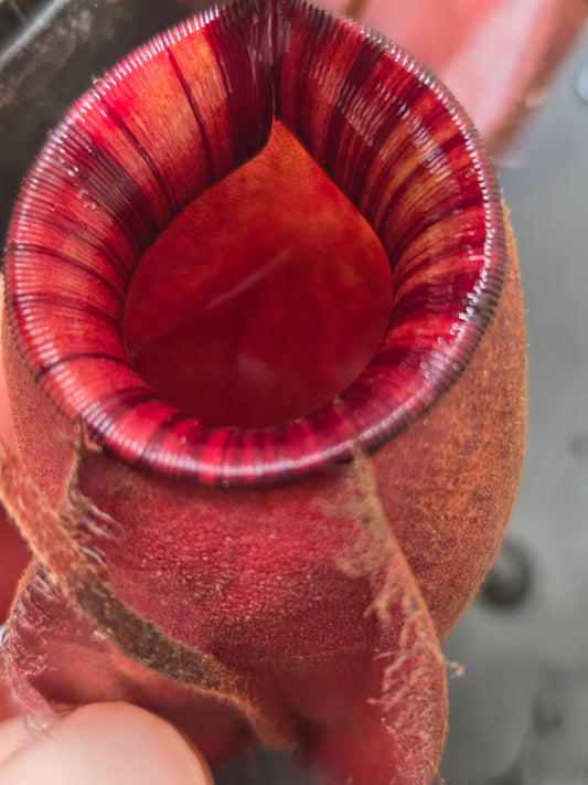 Nepenthes viking x ampullaria 'Black Miracle' - Medium