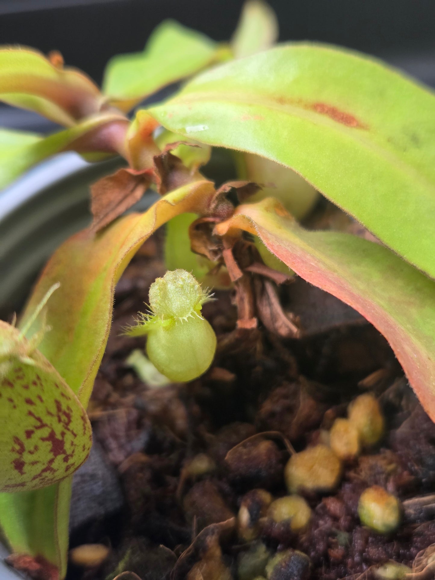 Nepenthes ampullaria "Jabore"