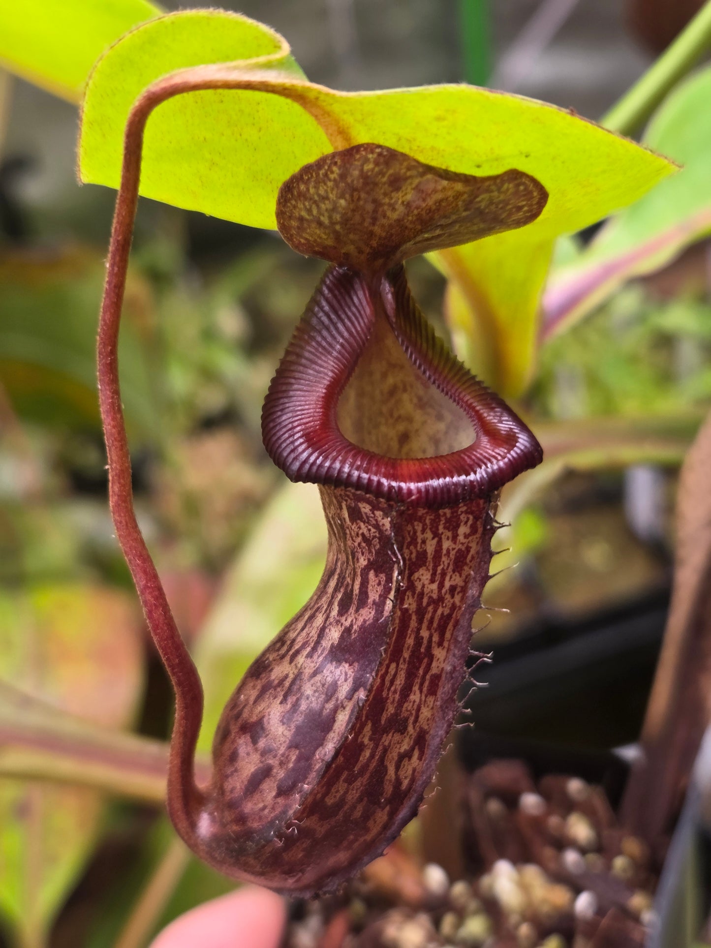 Nepenthes {[(lowii x veitchii) x boschiana] x [ventricosa x (spathulata x lowii)]} x (lowii x ventricosa)