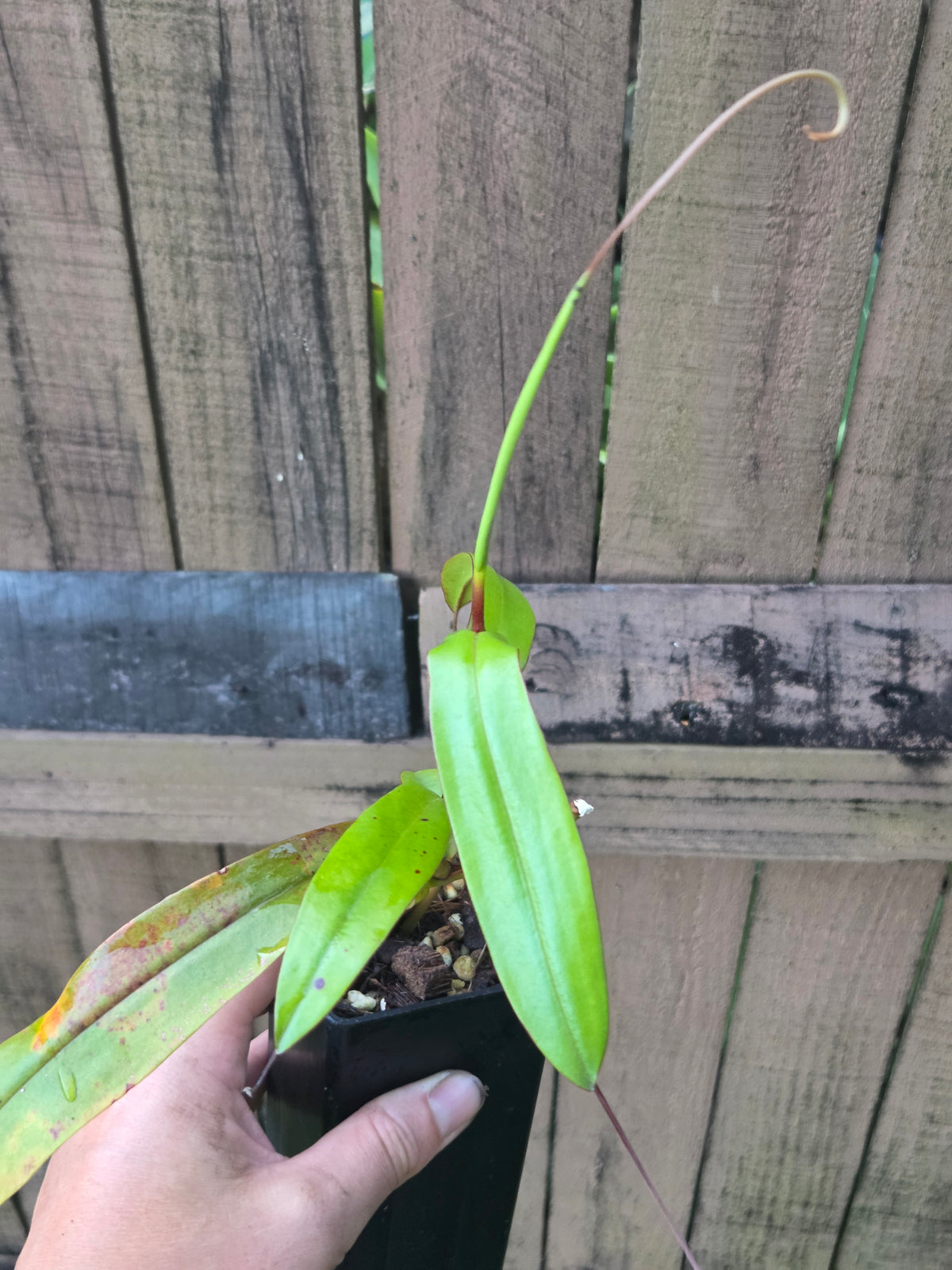 Nepenthes tentaculata x jacquelineae