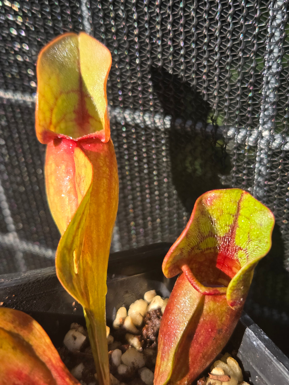 Sarracenia purpurea