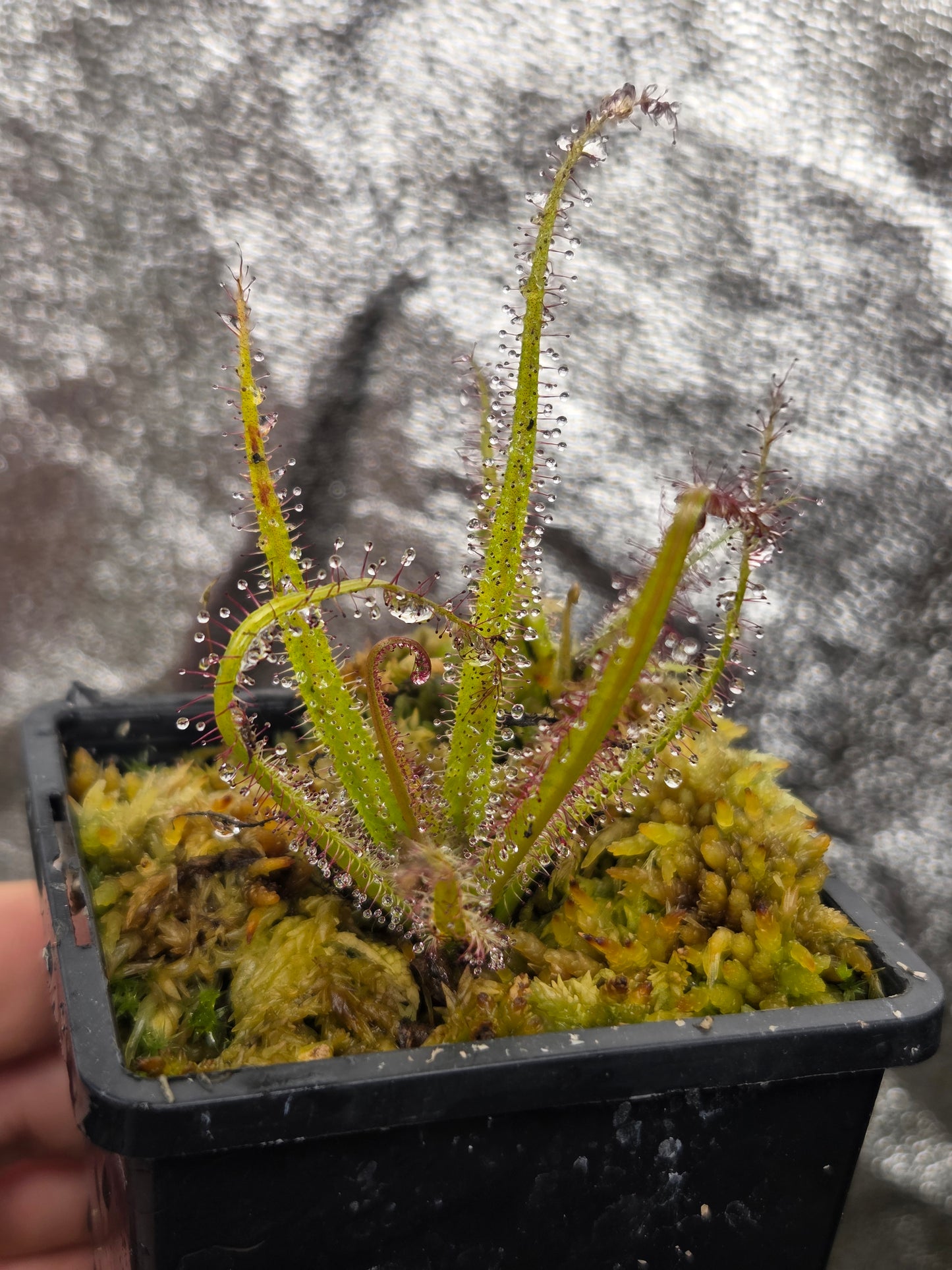 Drosera regia
