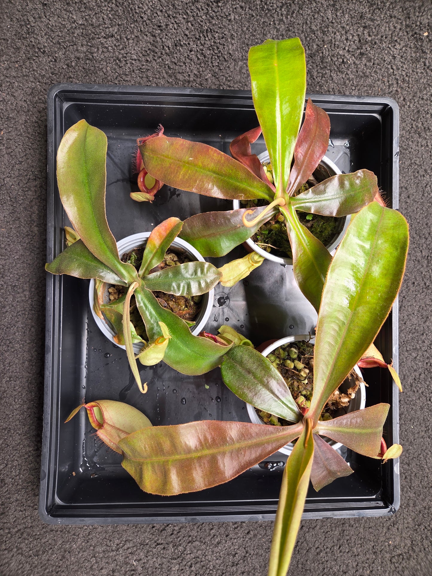 Nepenthes (viking x rafflesiana) x ampullaria