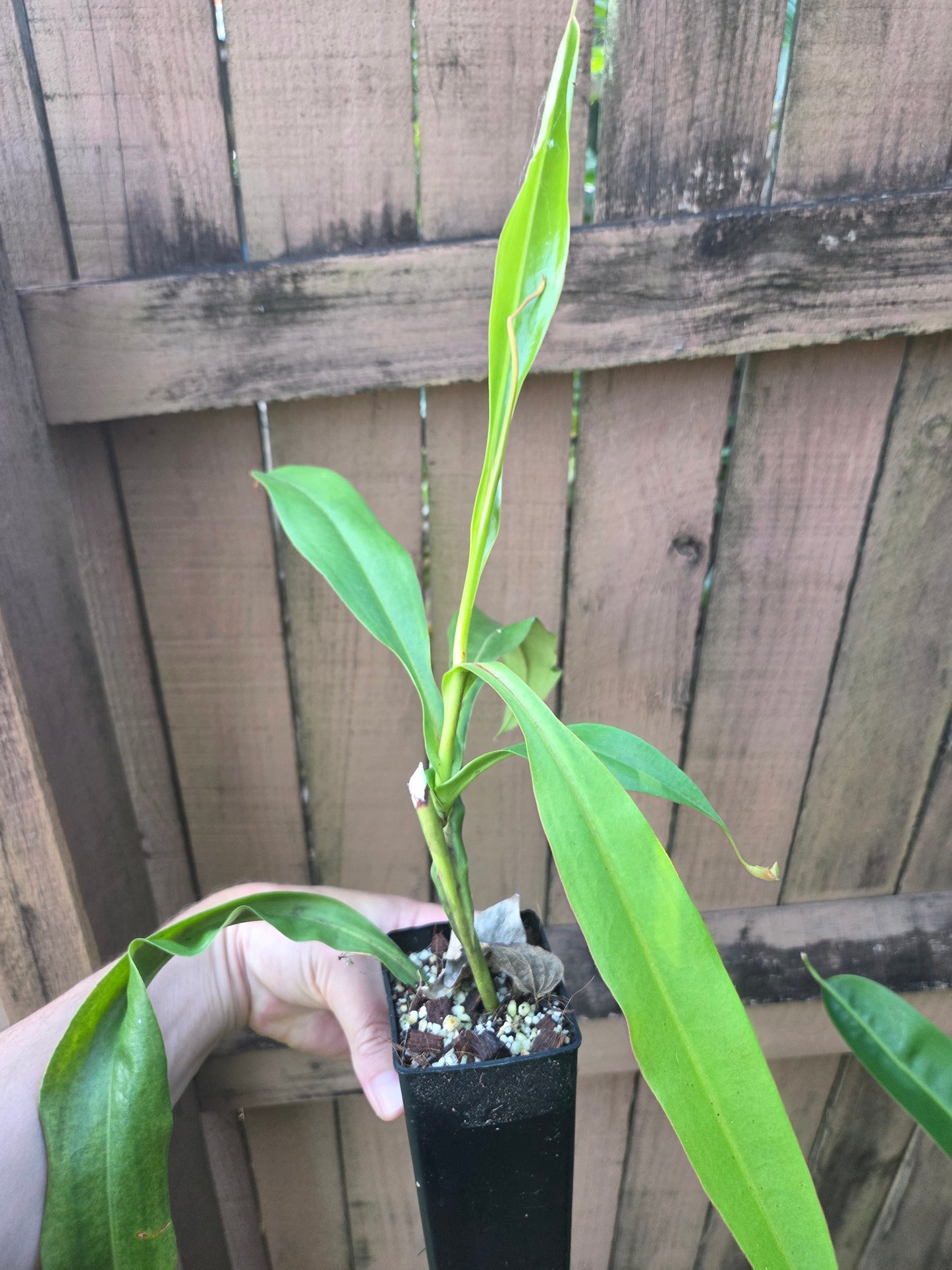 Nepenthes x Rokko