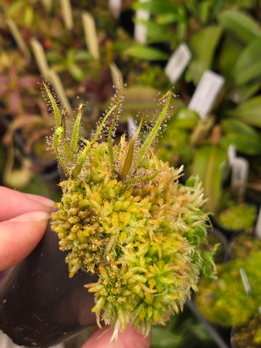 Drosera regia (2 growth points)