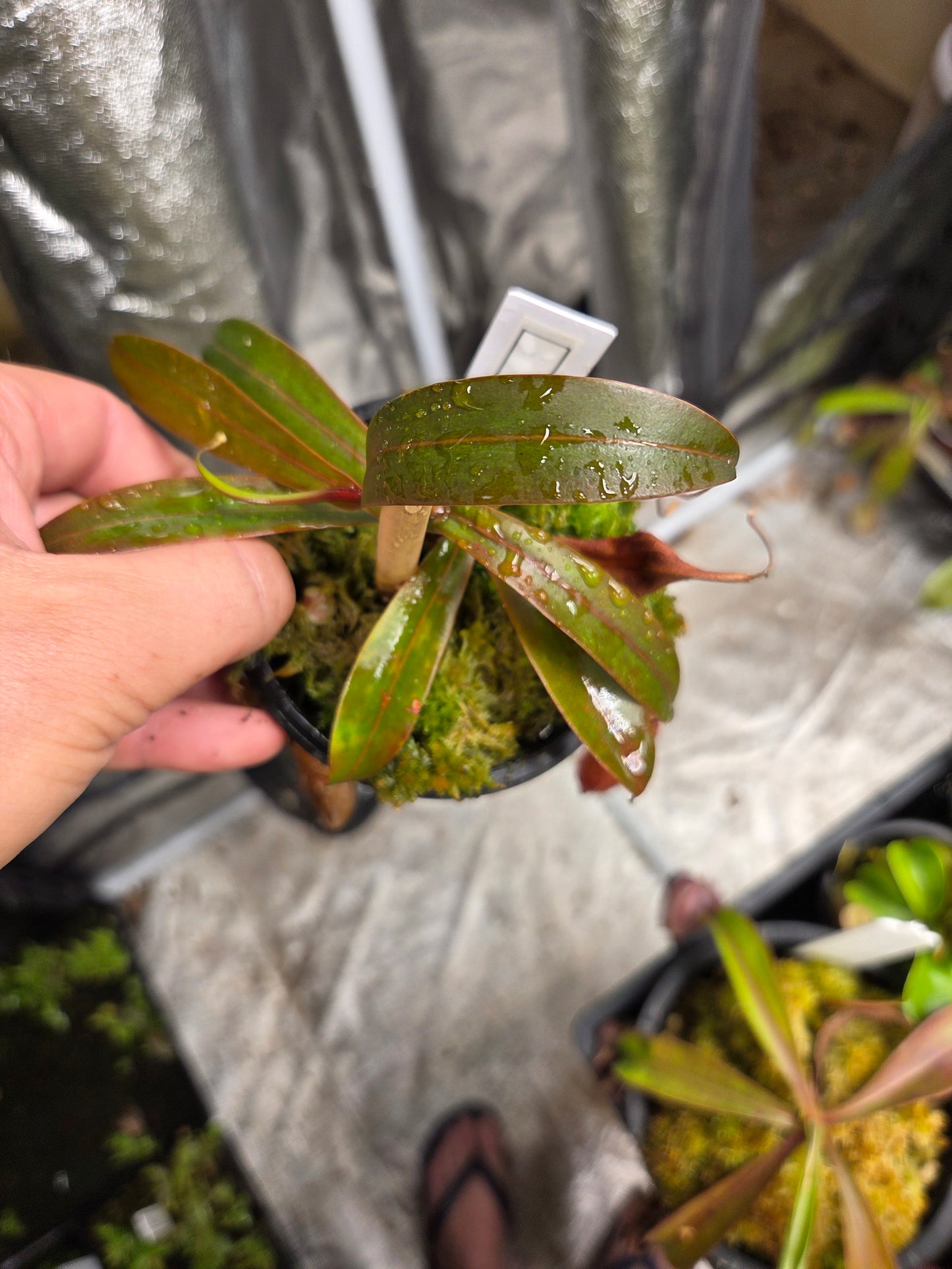 Nepenthes bellii