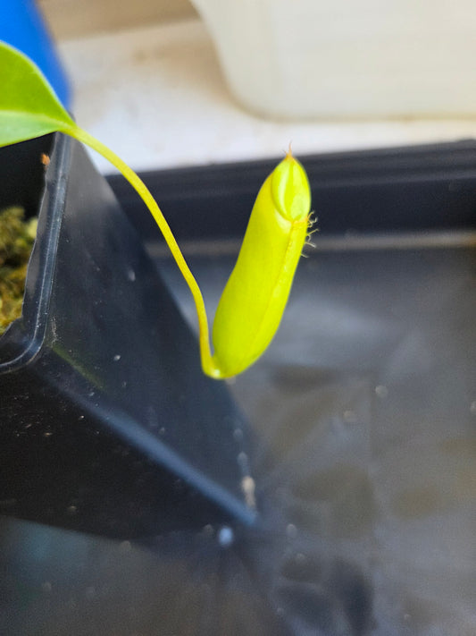Nepenthes 'Ventrata'