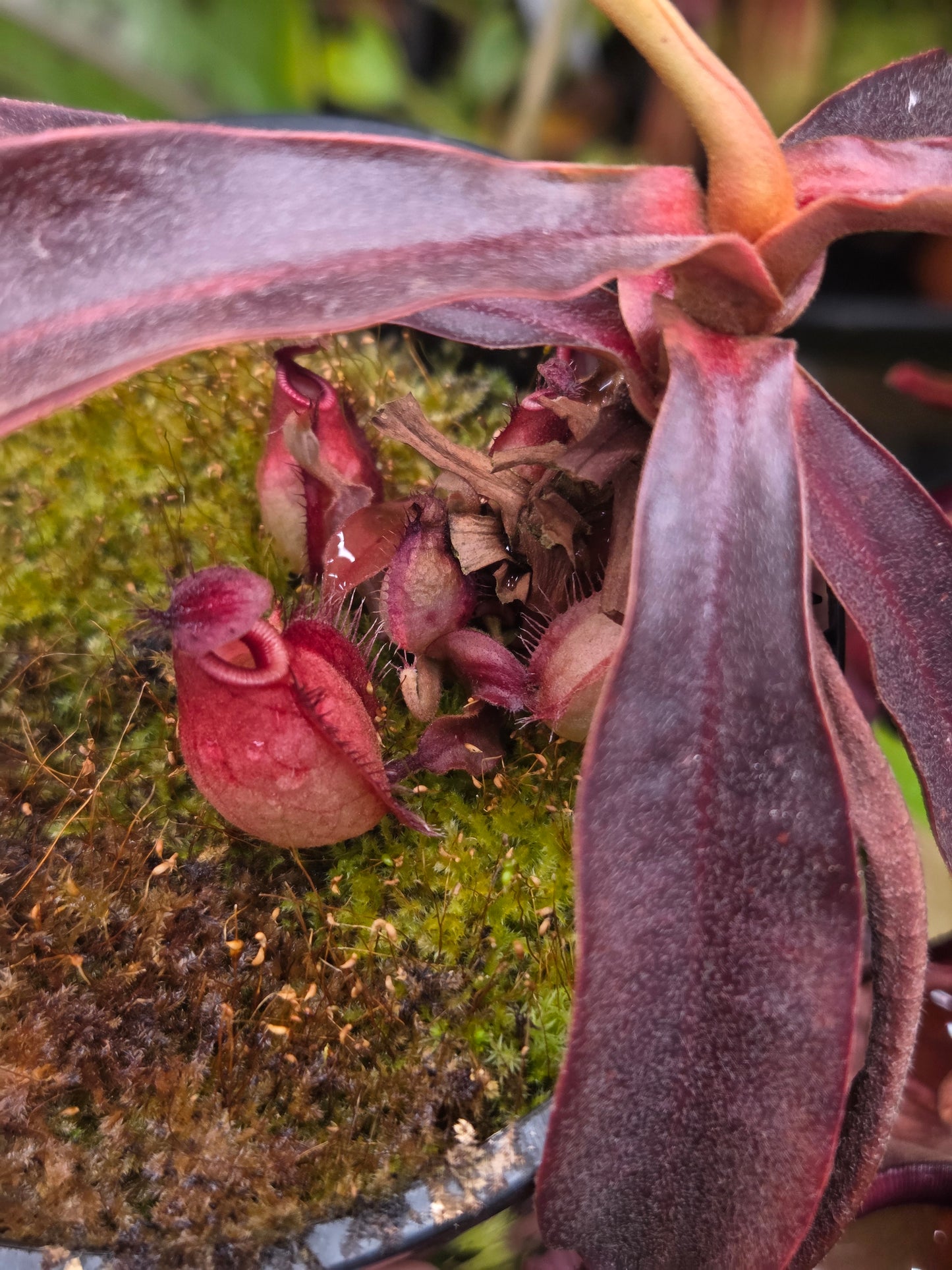 Nepenthes viking x ampullaria 'Black Miracle' - Medium