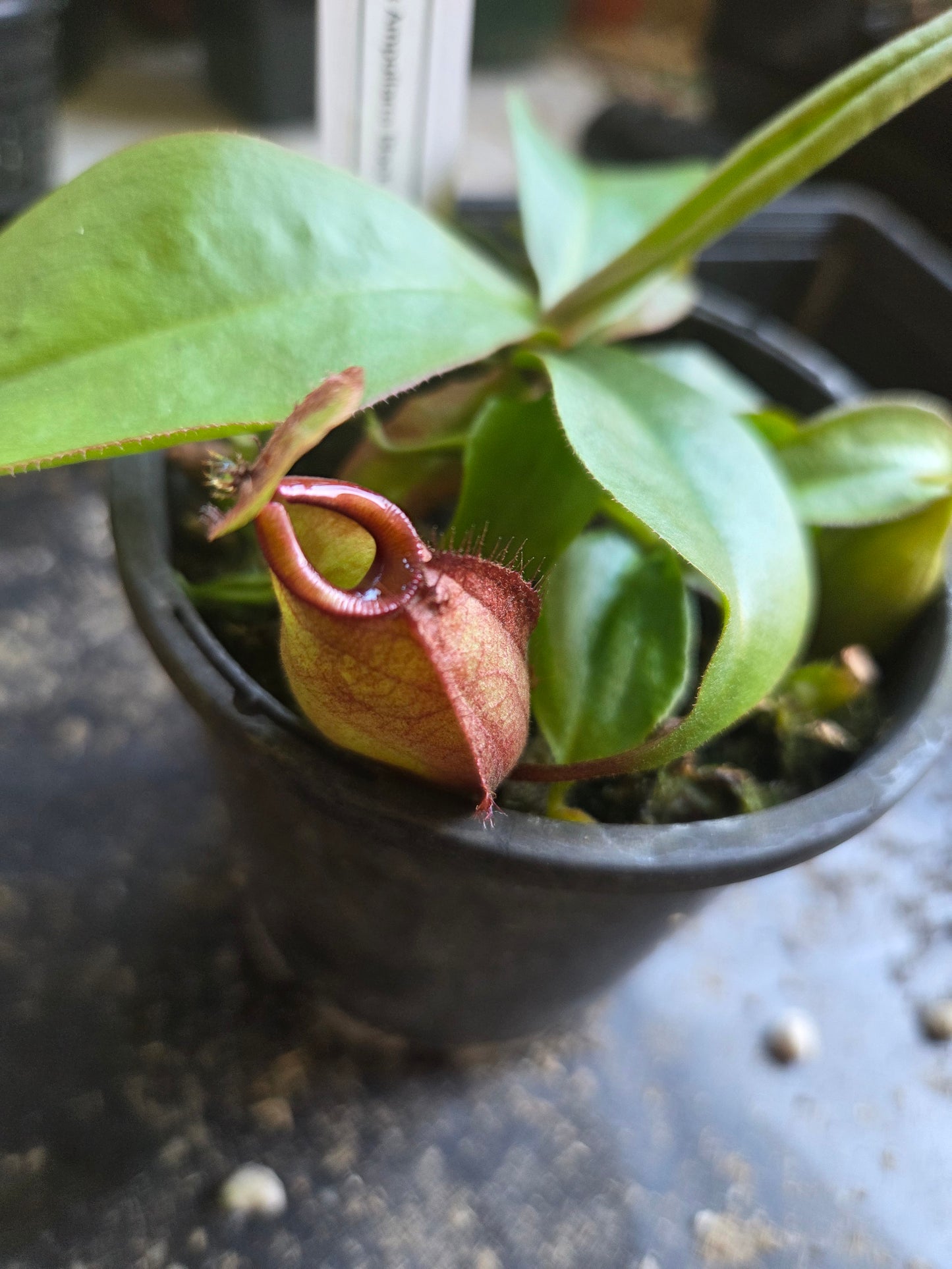 Nepenthes viking x ampullaria BM