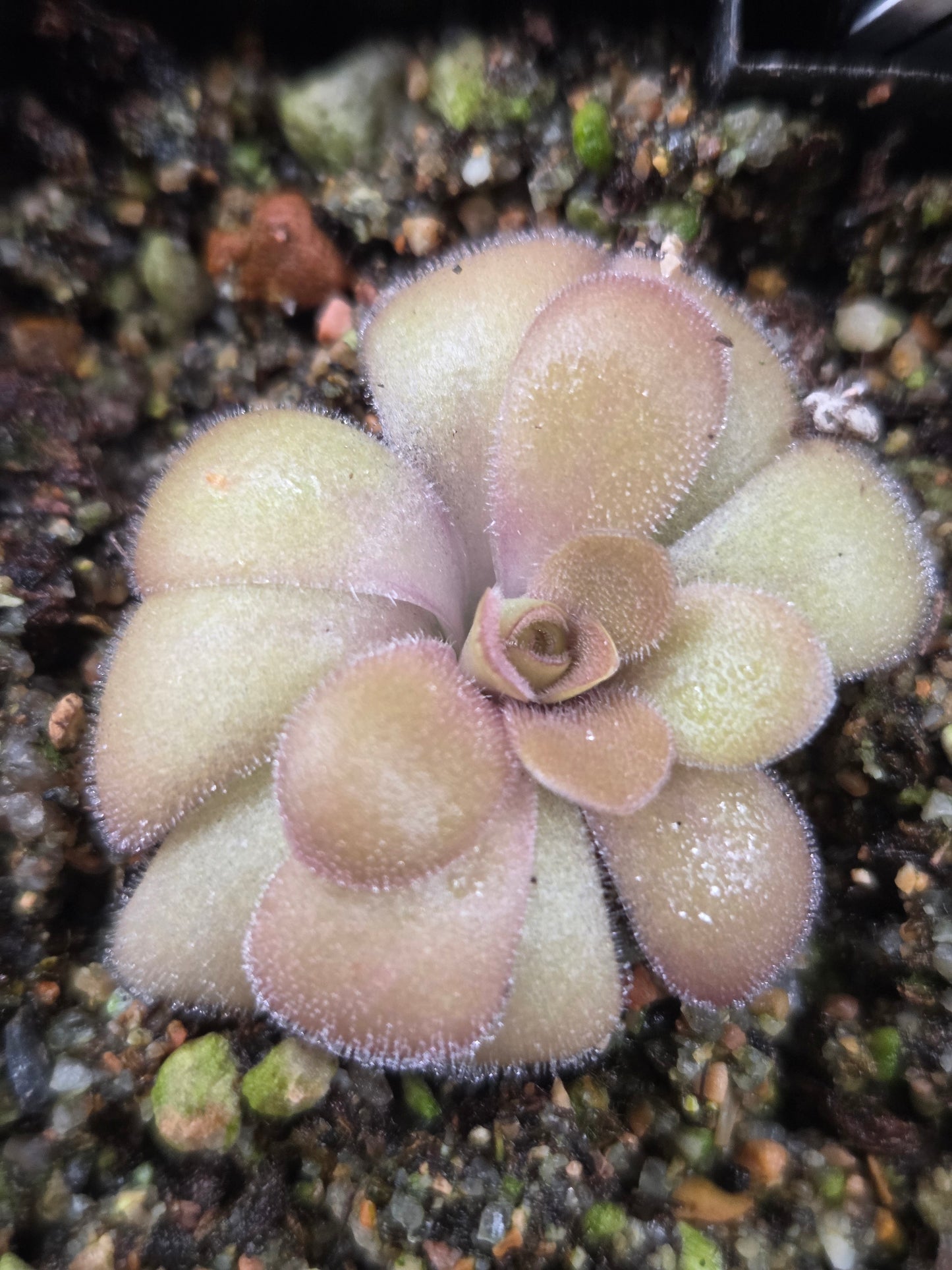 Pinguicula huautla (Small)