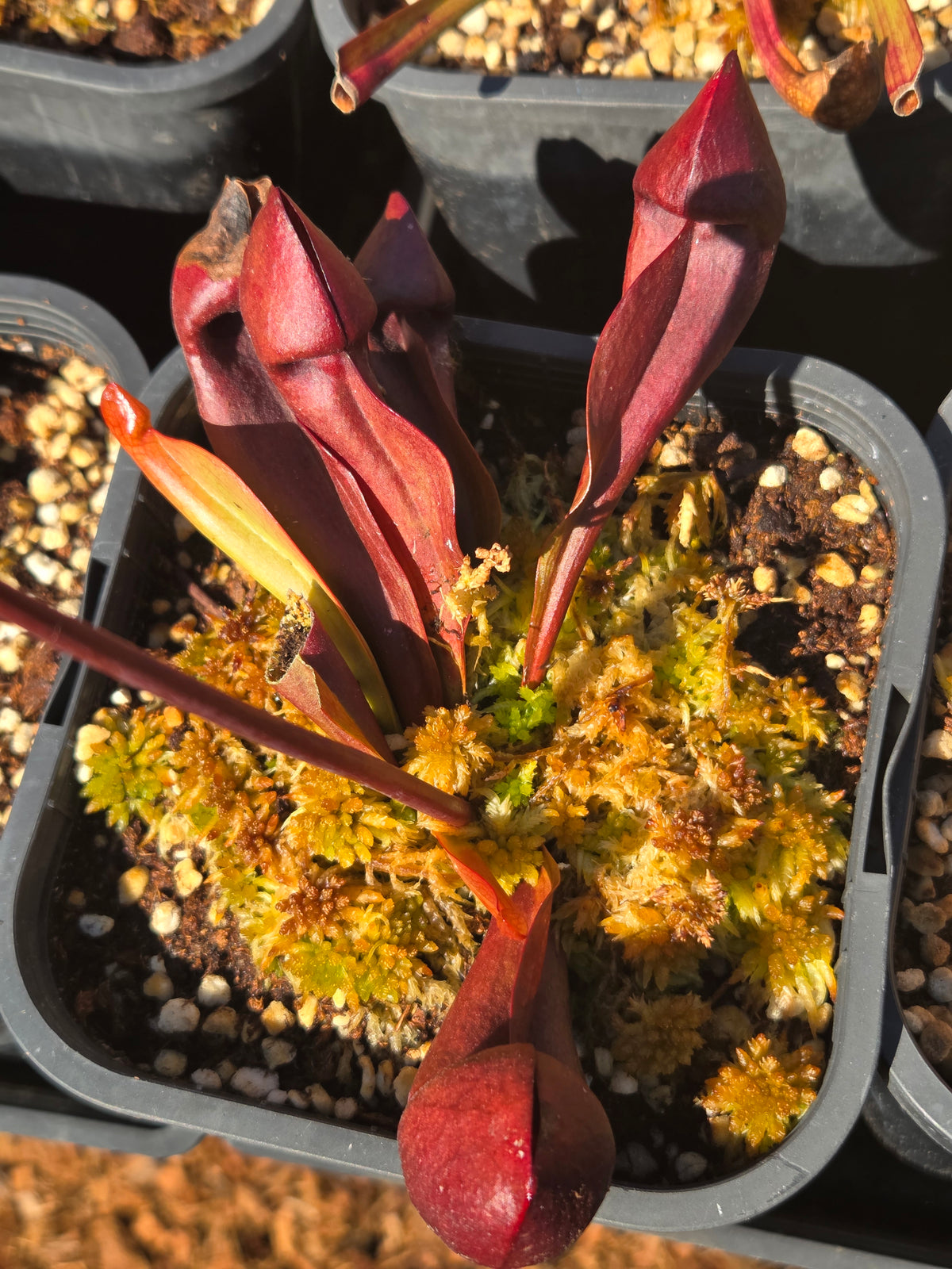 Sarracenia x Courtii