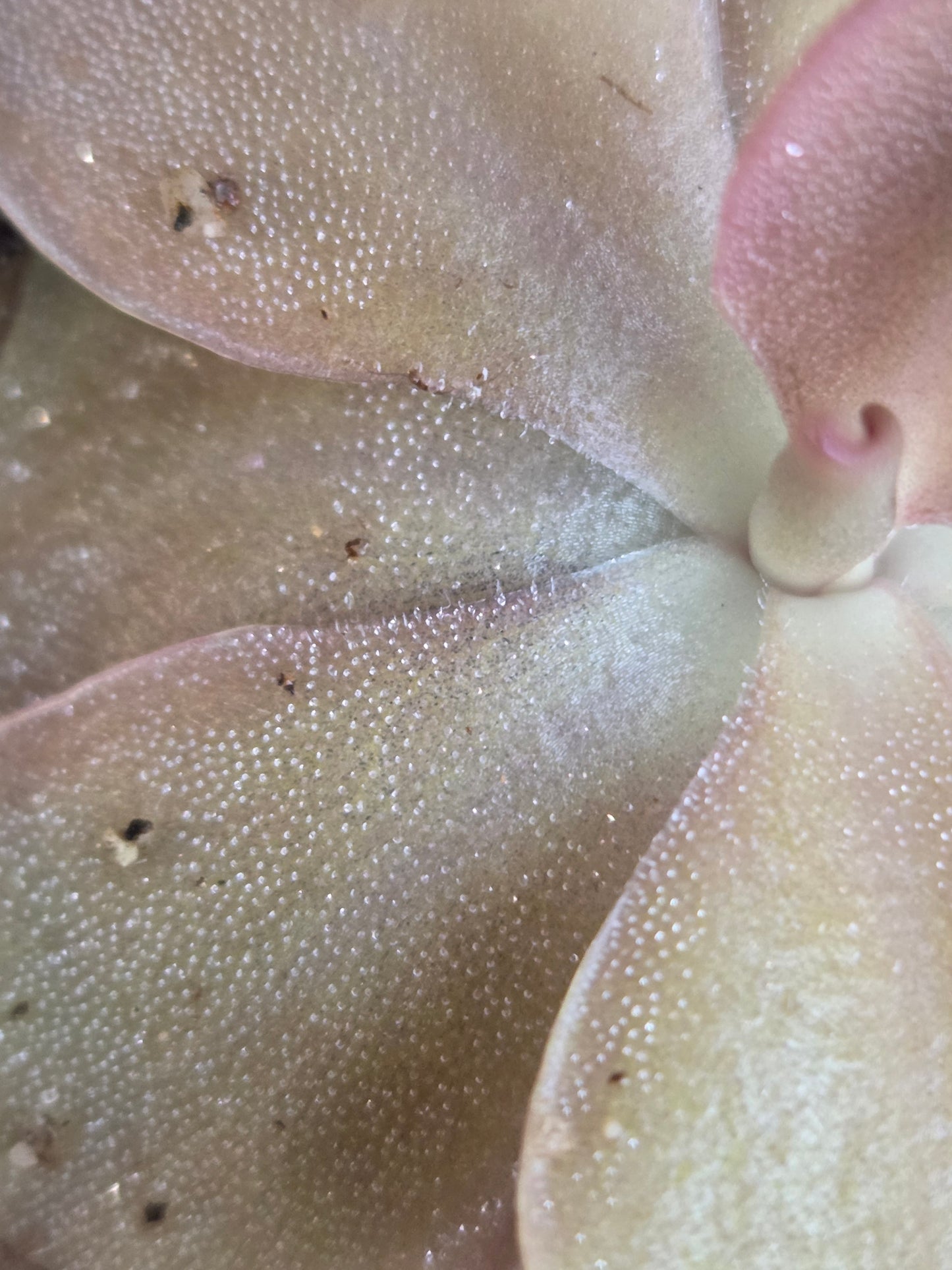 Pinguicula 'Pirouette' (Medium)