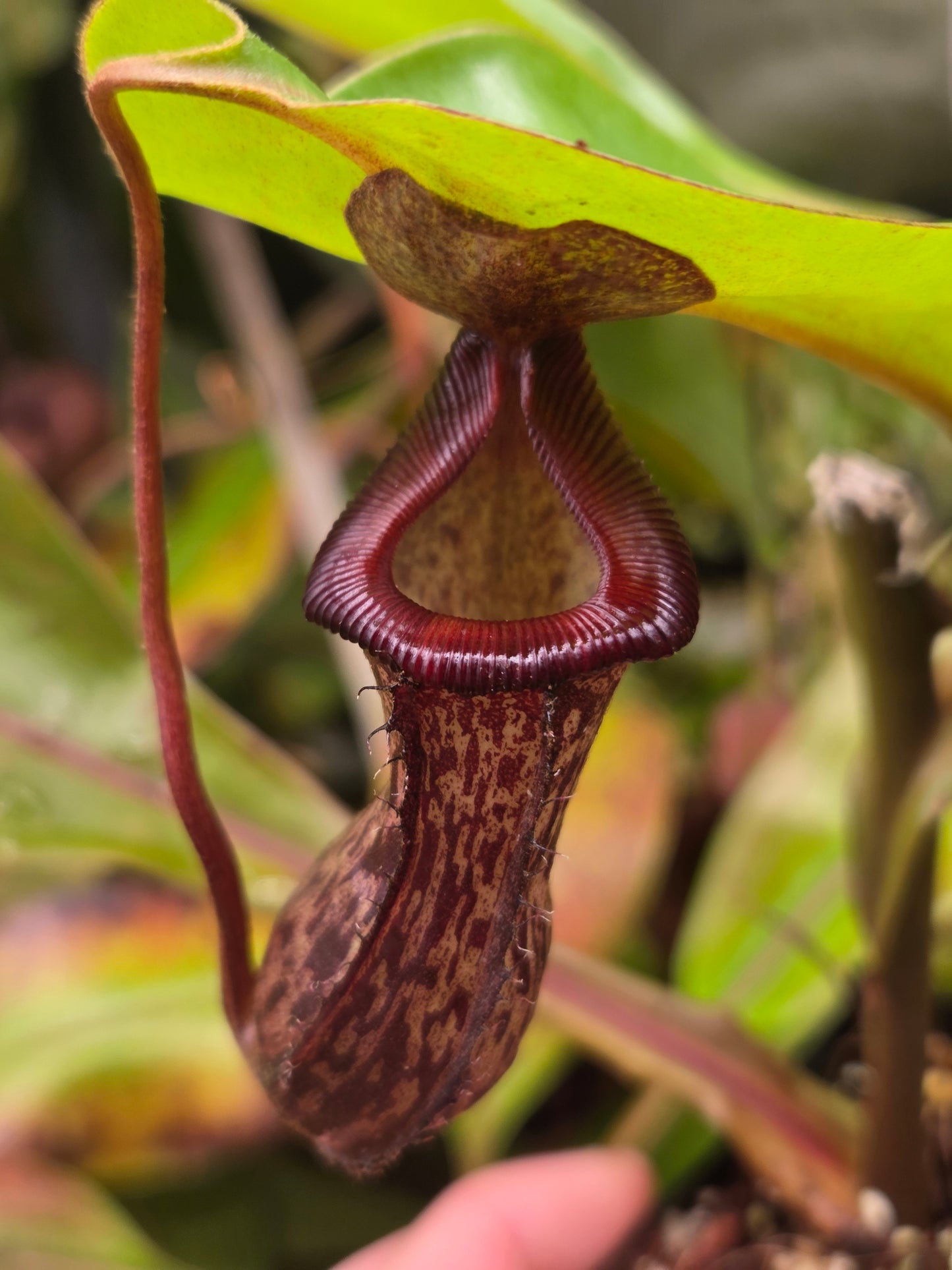 Nepenthes {[(lowii x veitchii) x boschiana] x [ventricosa x (spathulata x lowii)]} x (lowii x ventricosa)
