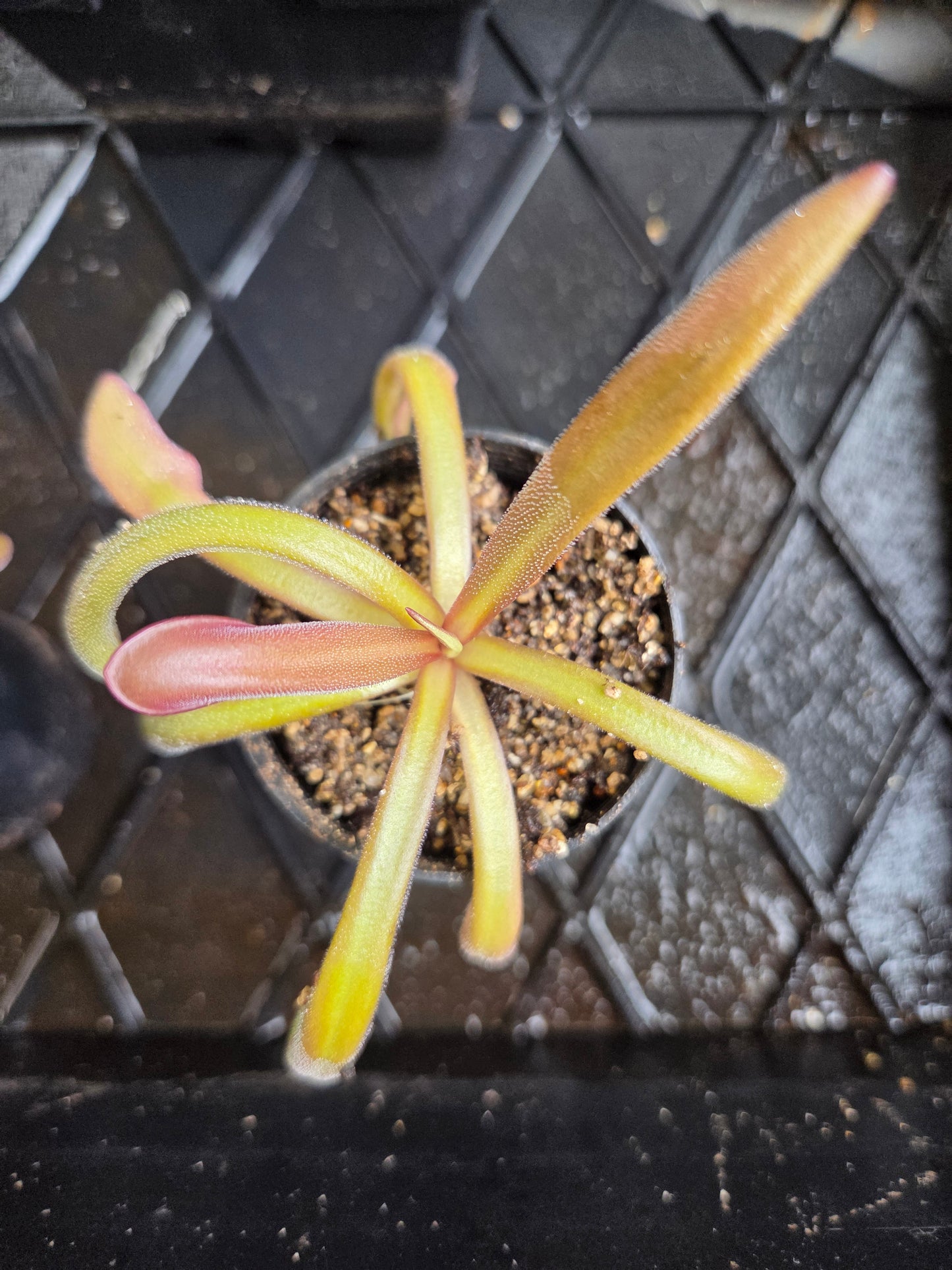 Pinguicula 'Down Under' (Medium)