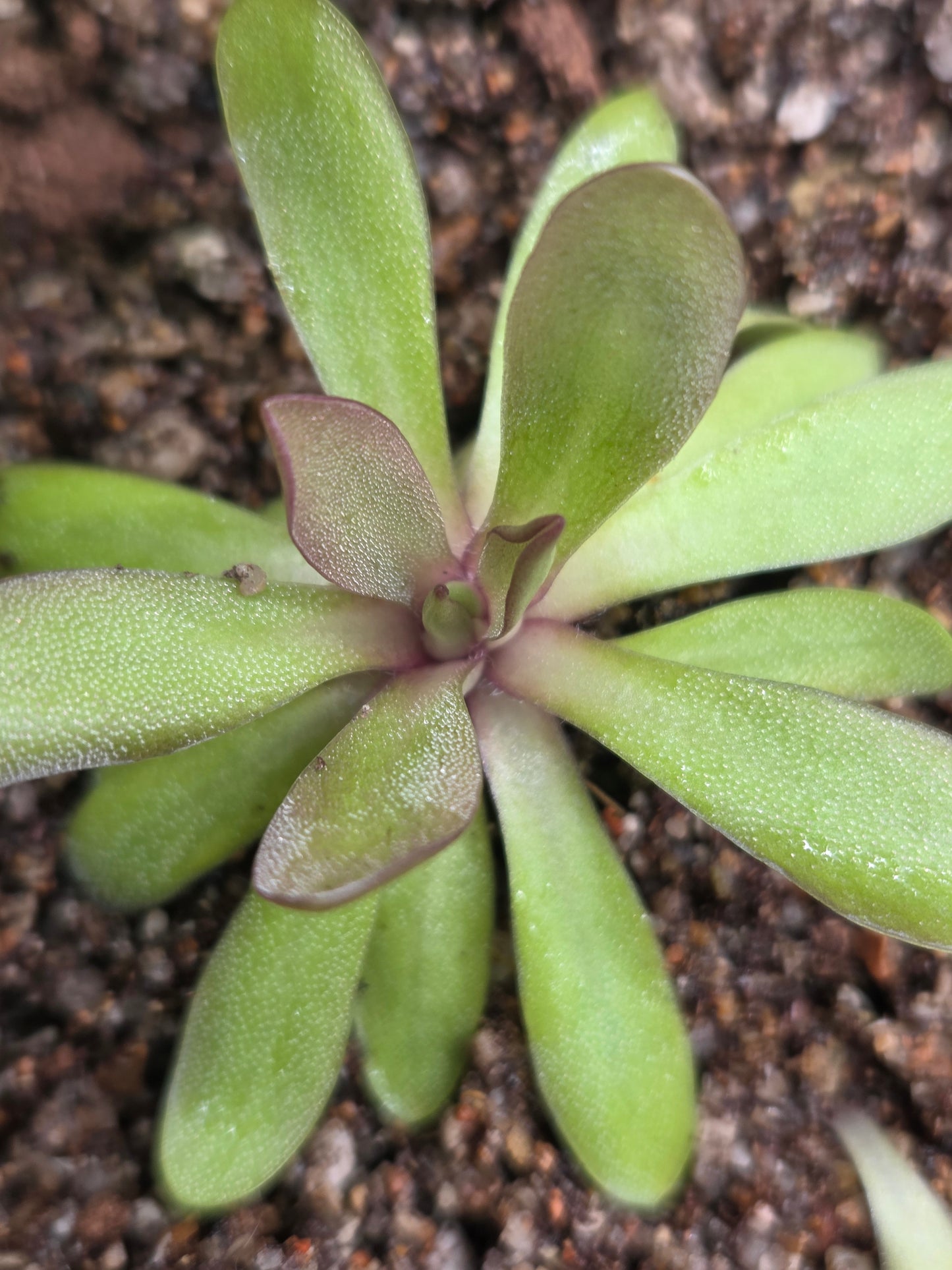 Pinguicula 'Anna' (Small)
