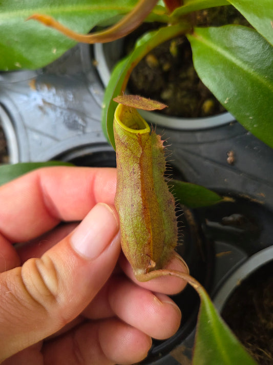 Nepenthes (kampotiana x bokorensis) x boschiana