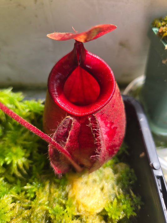 Nepenthes viking x ampullaria 'Black Miracle' - Medium