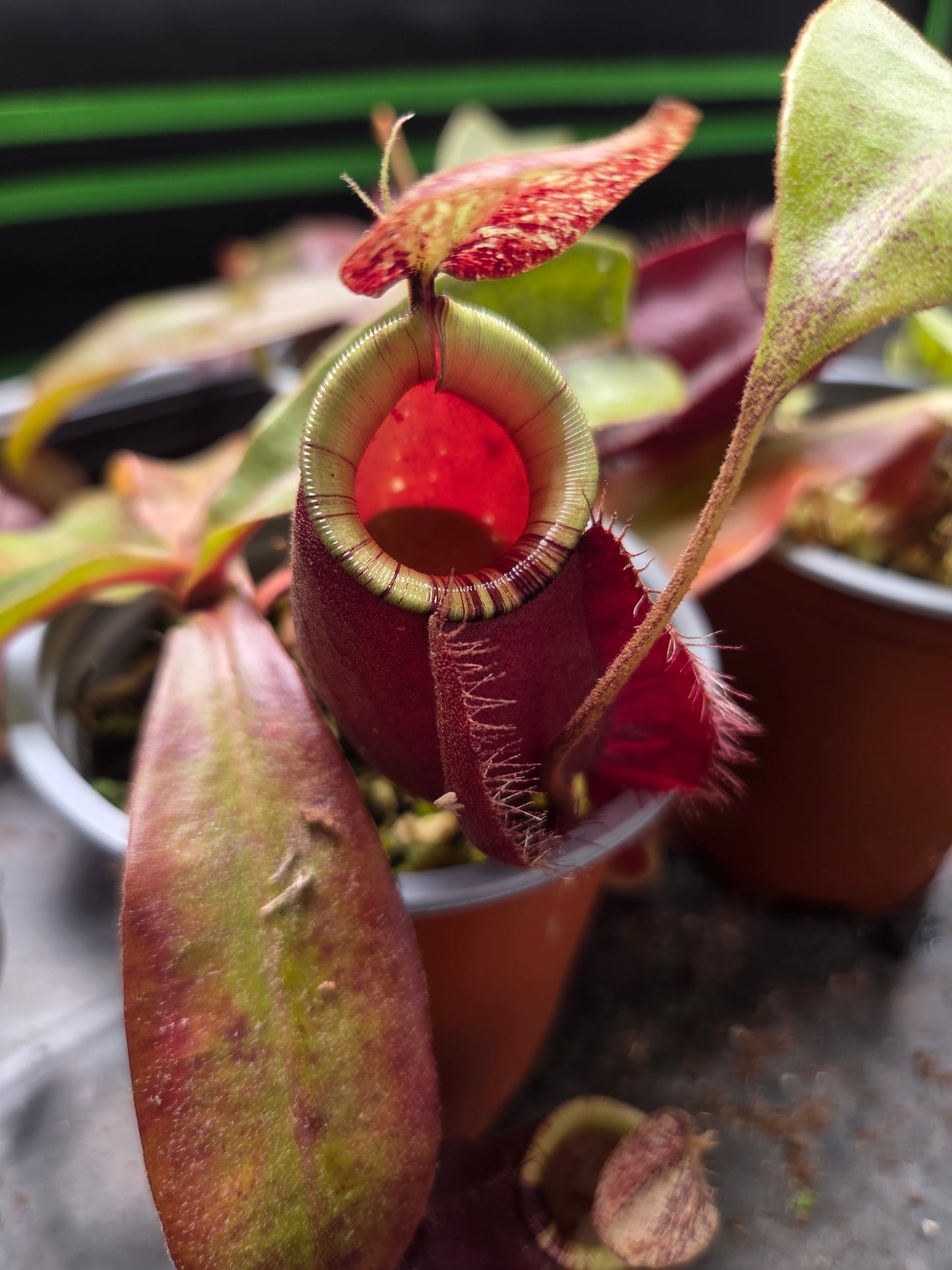 Nepenthes (viking x rafflesiana) x ampullaria