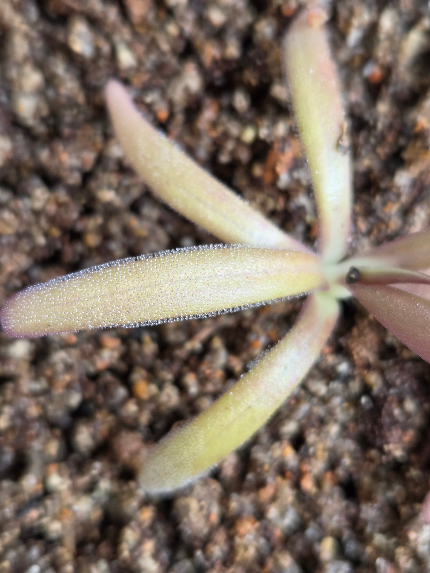 Pinguicula laueana x (emarginata x moctezumae) (Small)