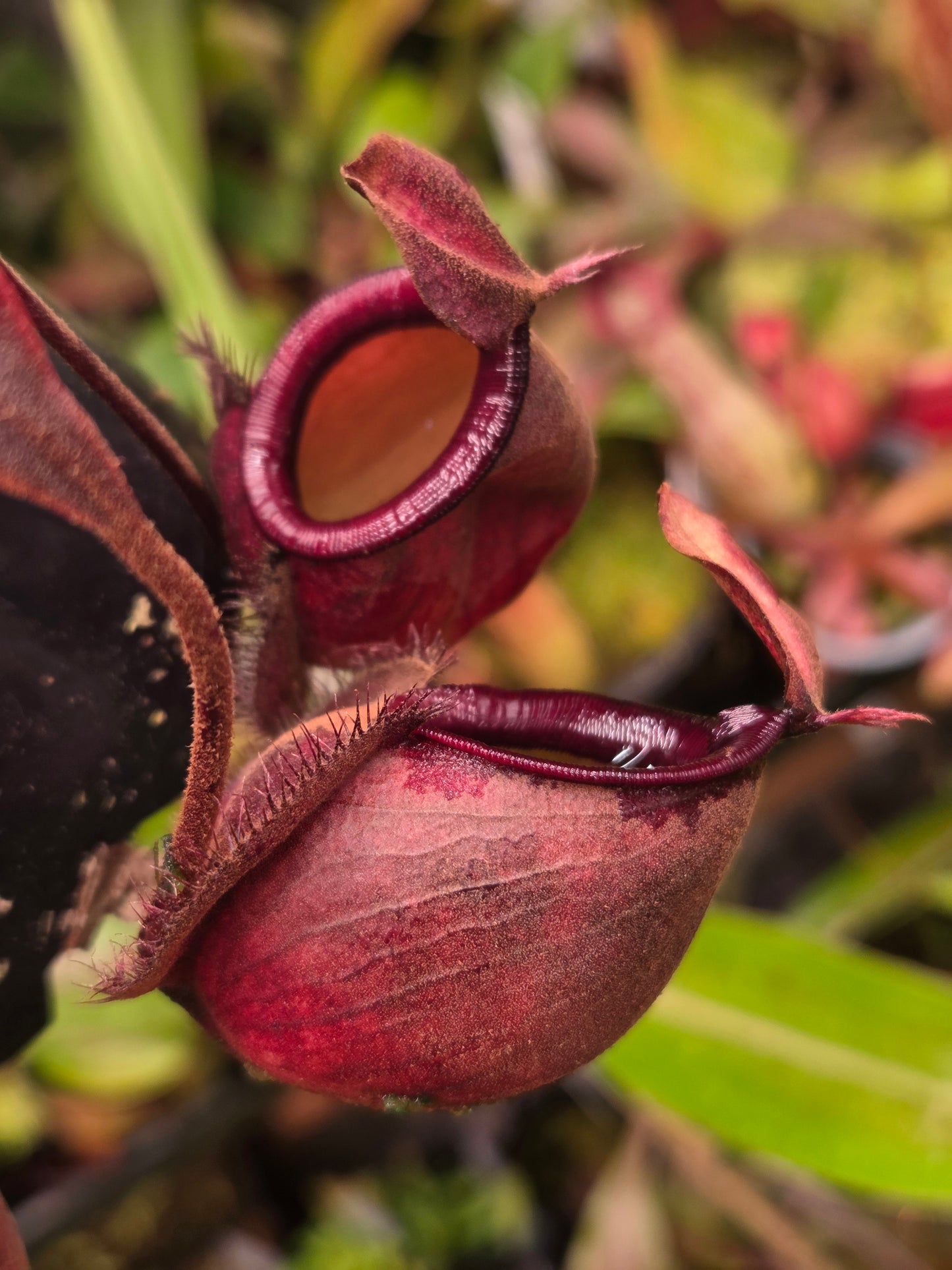 Nepenthes viking x ampullaria 'Black Miracle' - Medium