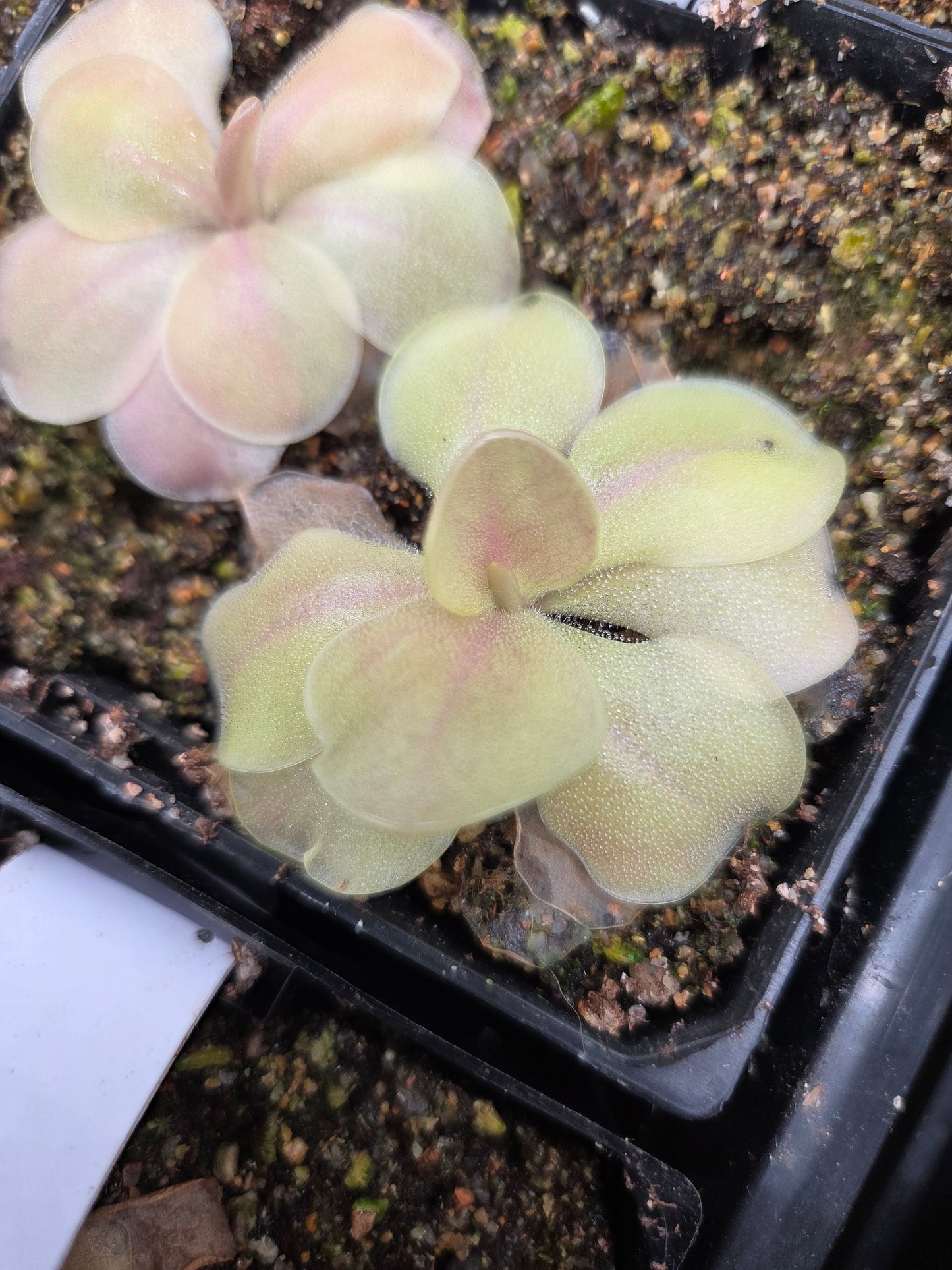 Pinguicula 'Fraser's Beaut (Medium)