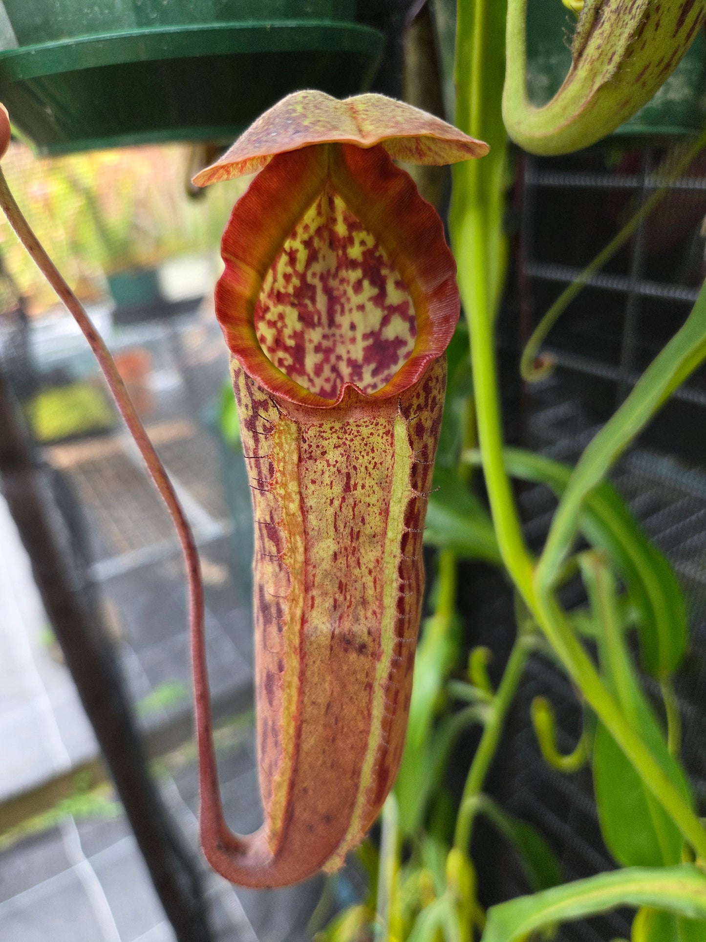 Nepenthes (glandulifera x boschiana) x LVB