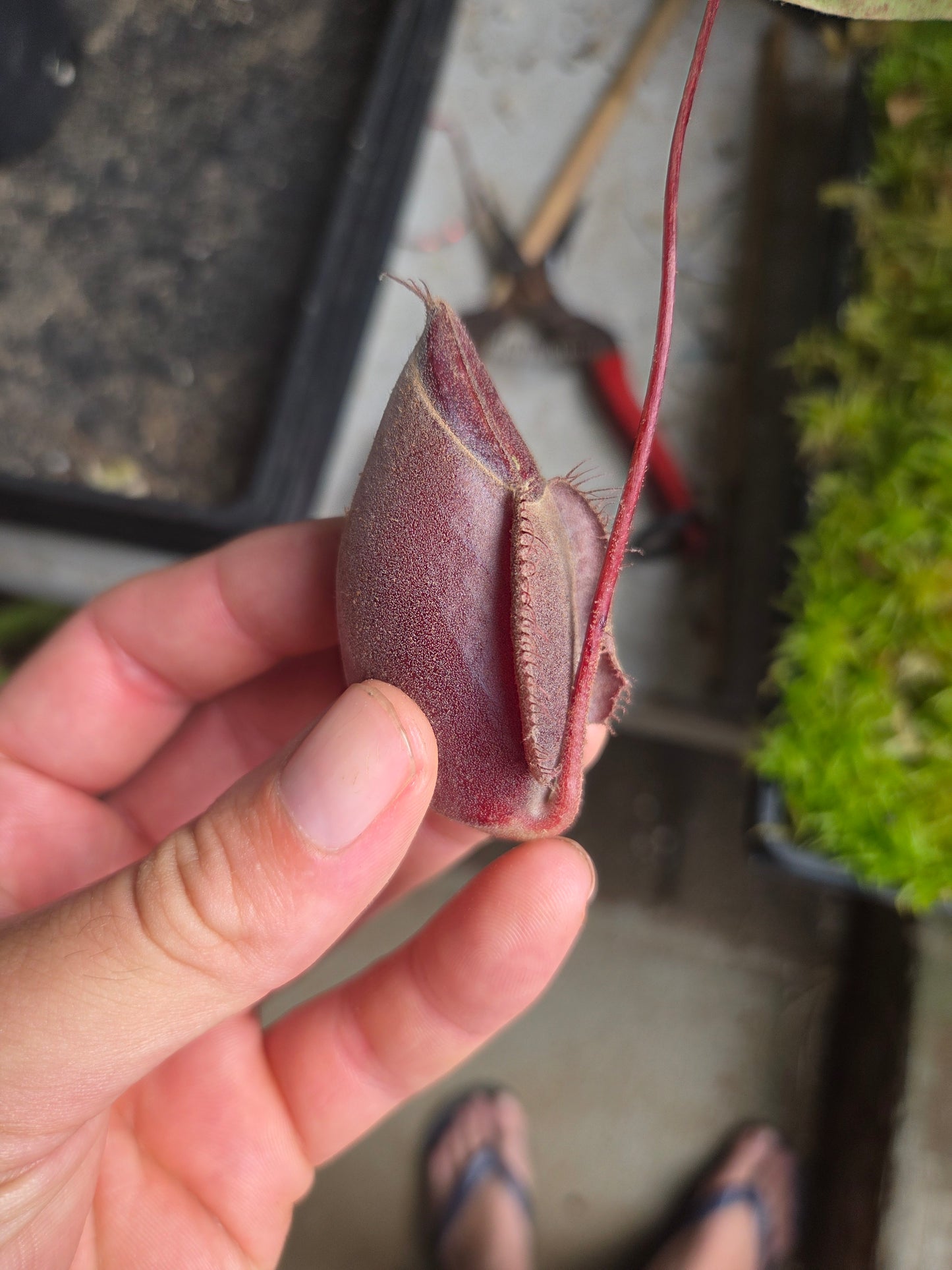 Nepenthes (viking x rafflesiana) x ampullaria (Large)