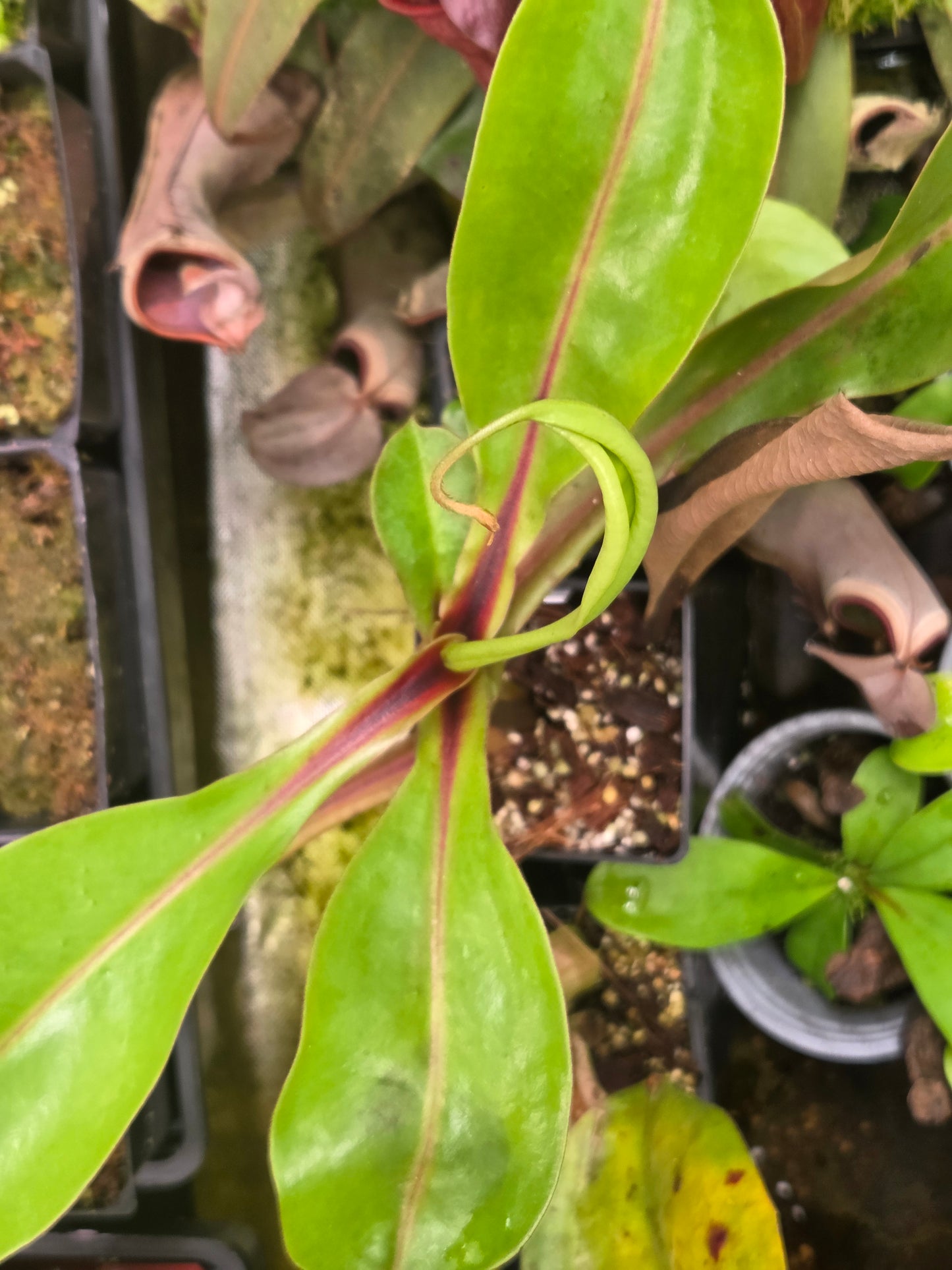 Nepenthes {[(lowii x veitchii) x boschiana] x [ventricosa x (spathulata x lowii)]} x (lowii x ventricosa)