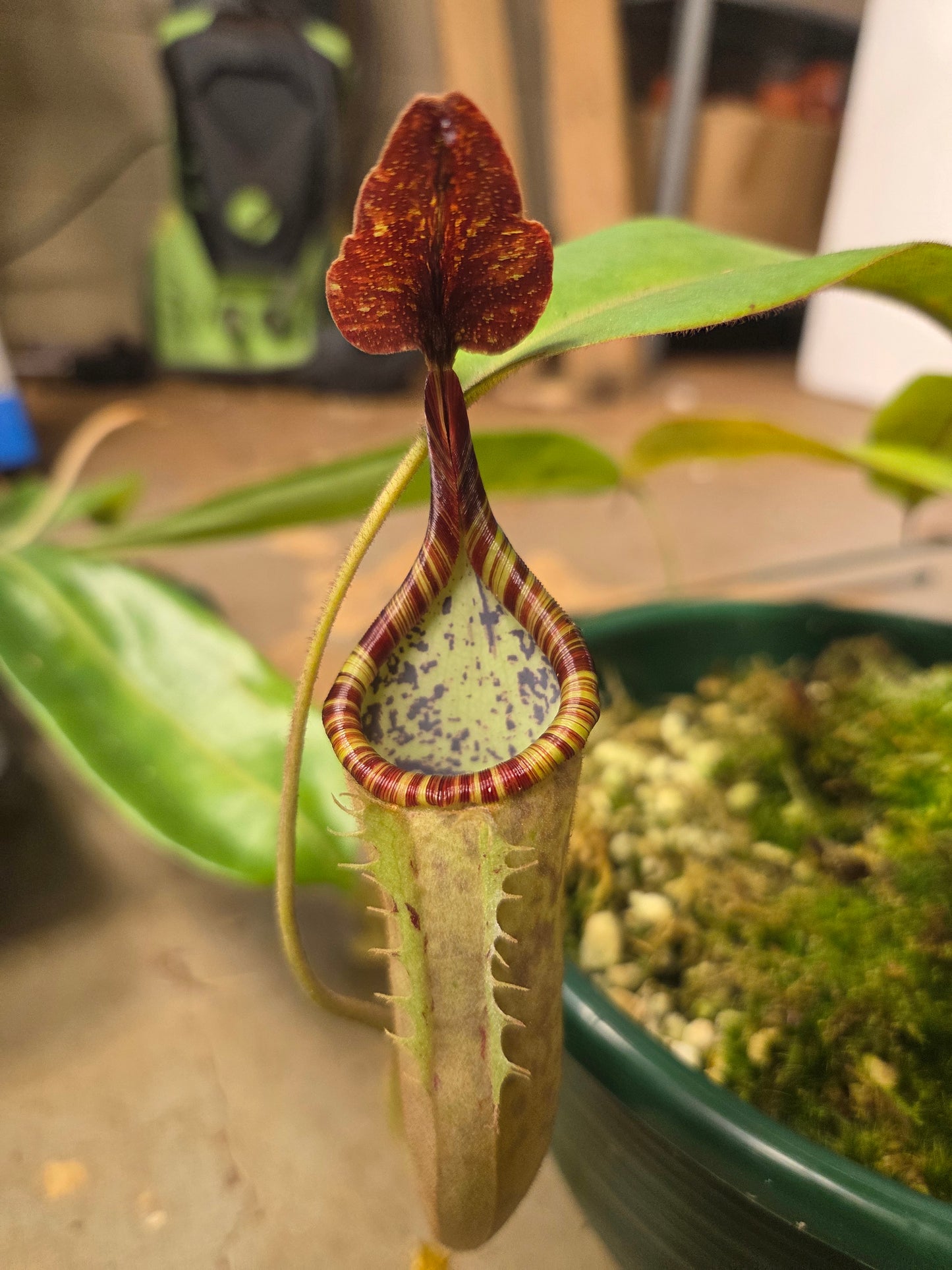 Nepenthes [(maxima x mixta) x veitchii] x fusca