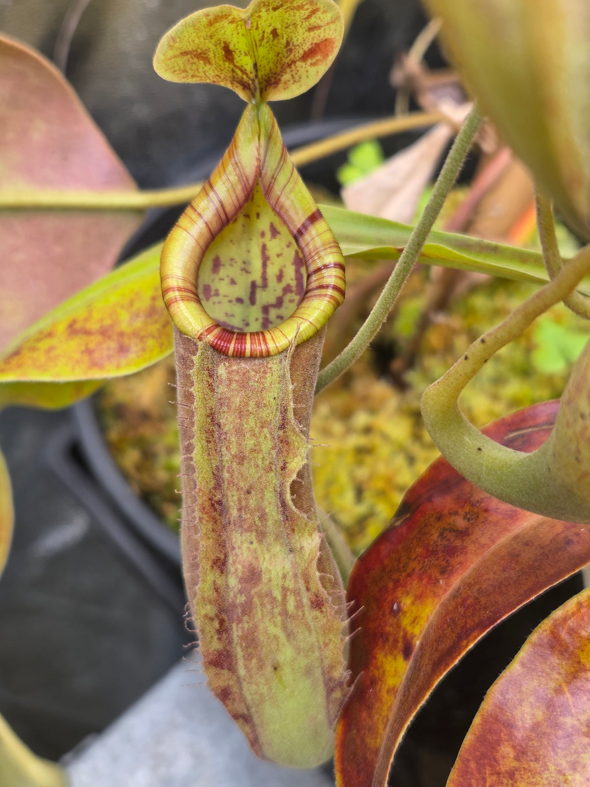 Nepenthes x Wrigleyana