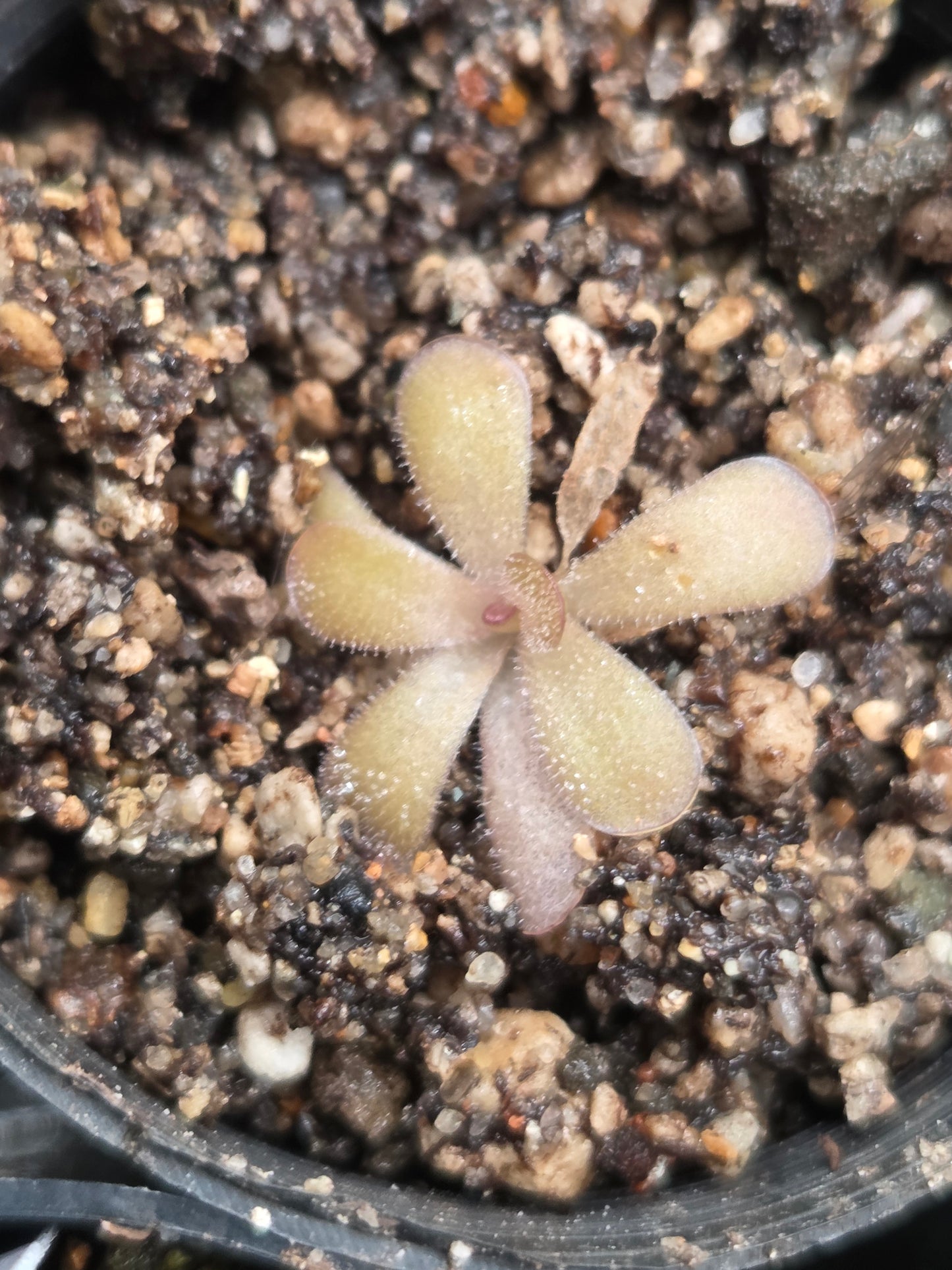 Pinguicula huautla (Small)
