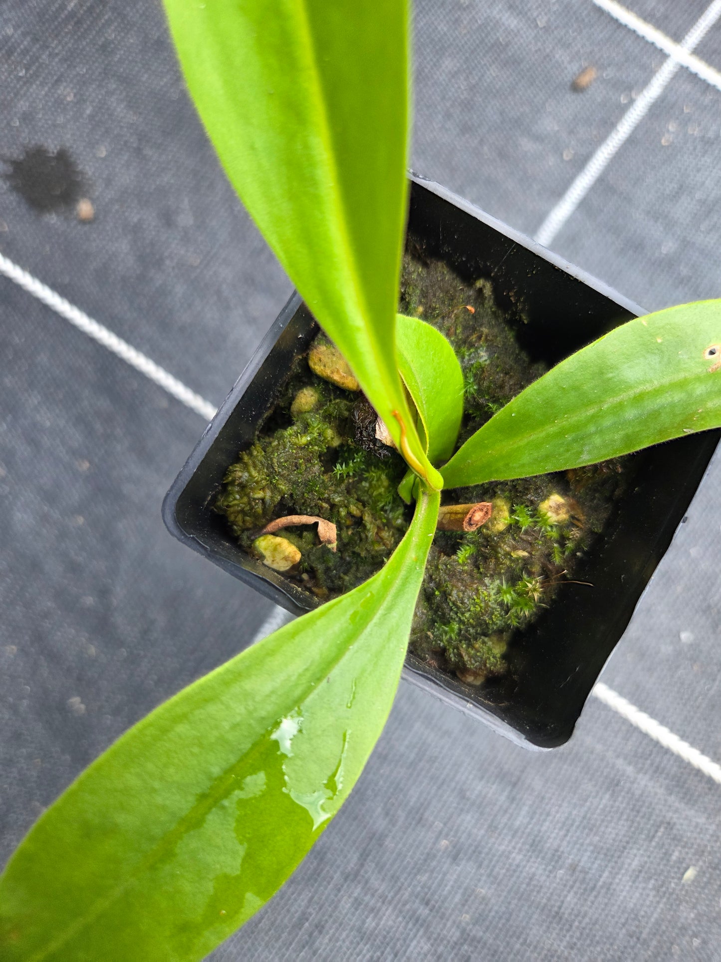 Nepenthes maxima x alata