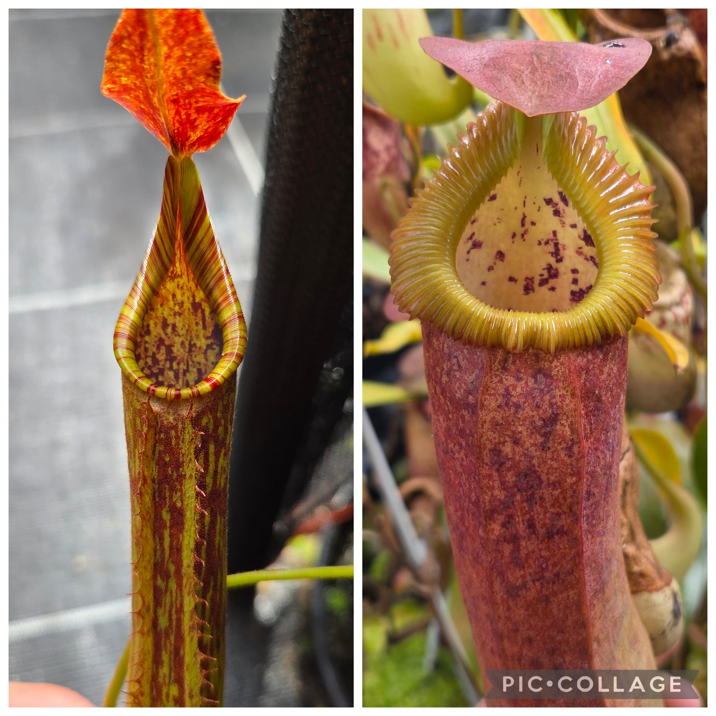 Nepenthes [(lowii x x mixta) x fusca] x (spathulata x edwardsiana)