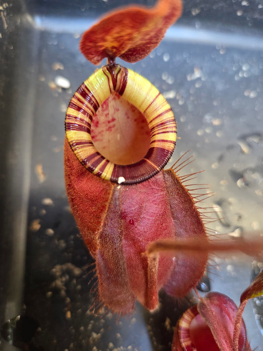 Nepenthes (viking x rafflesiana) x ampullaria (Medium)