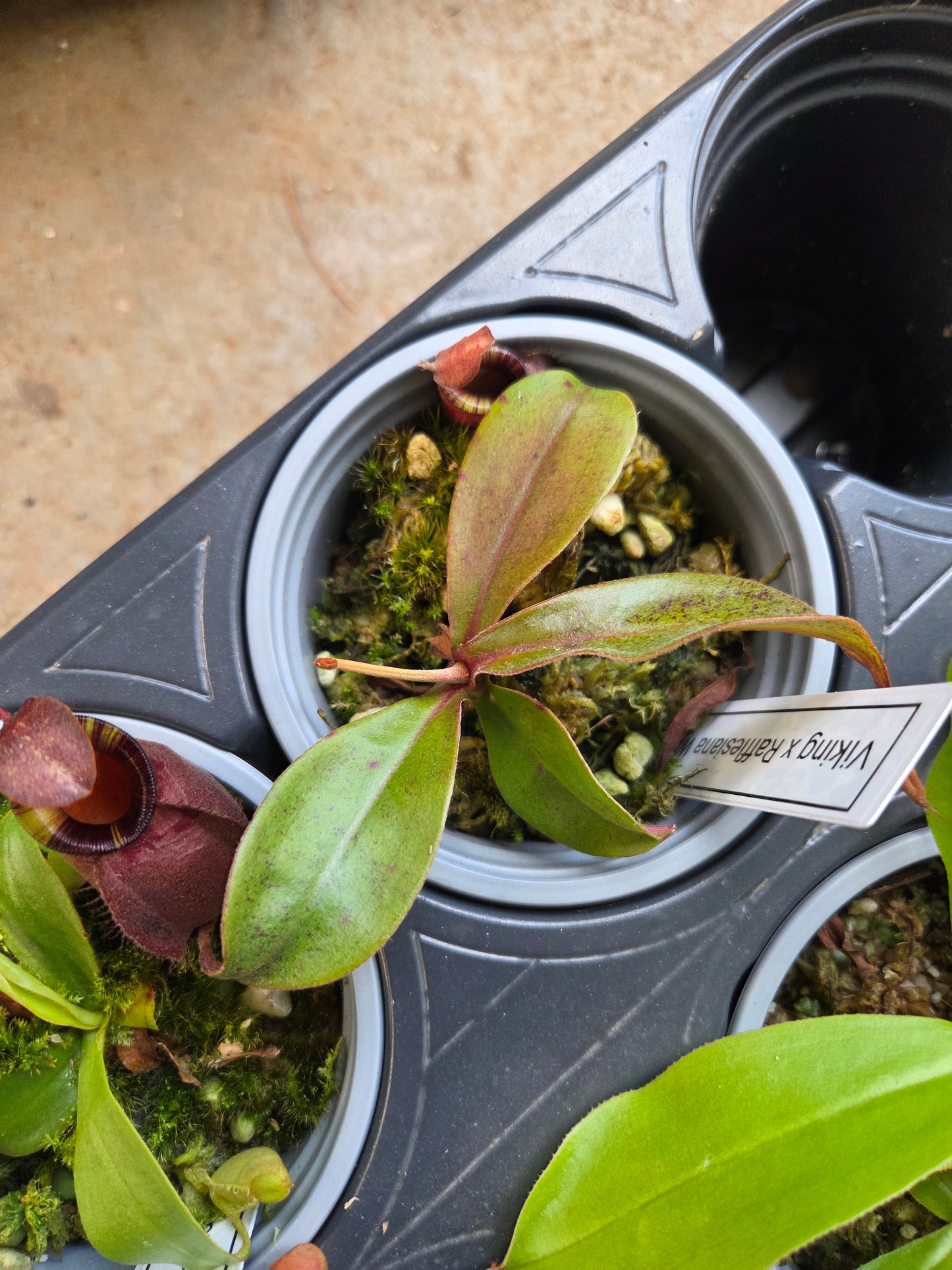 Nepenthes viking x rafflesiana white