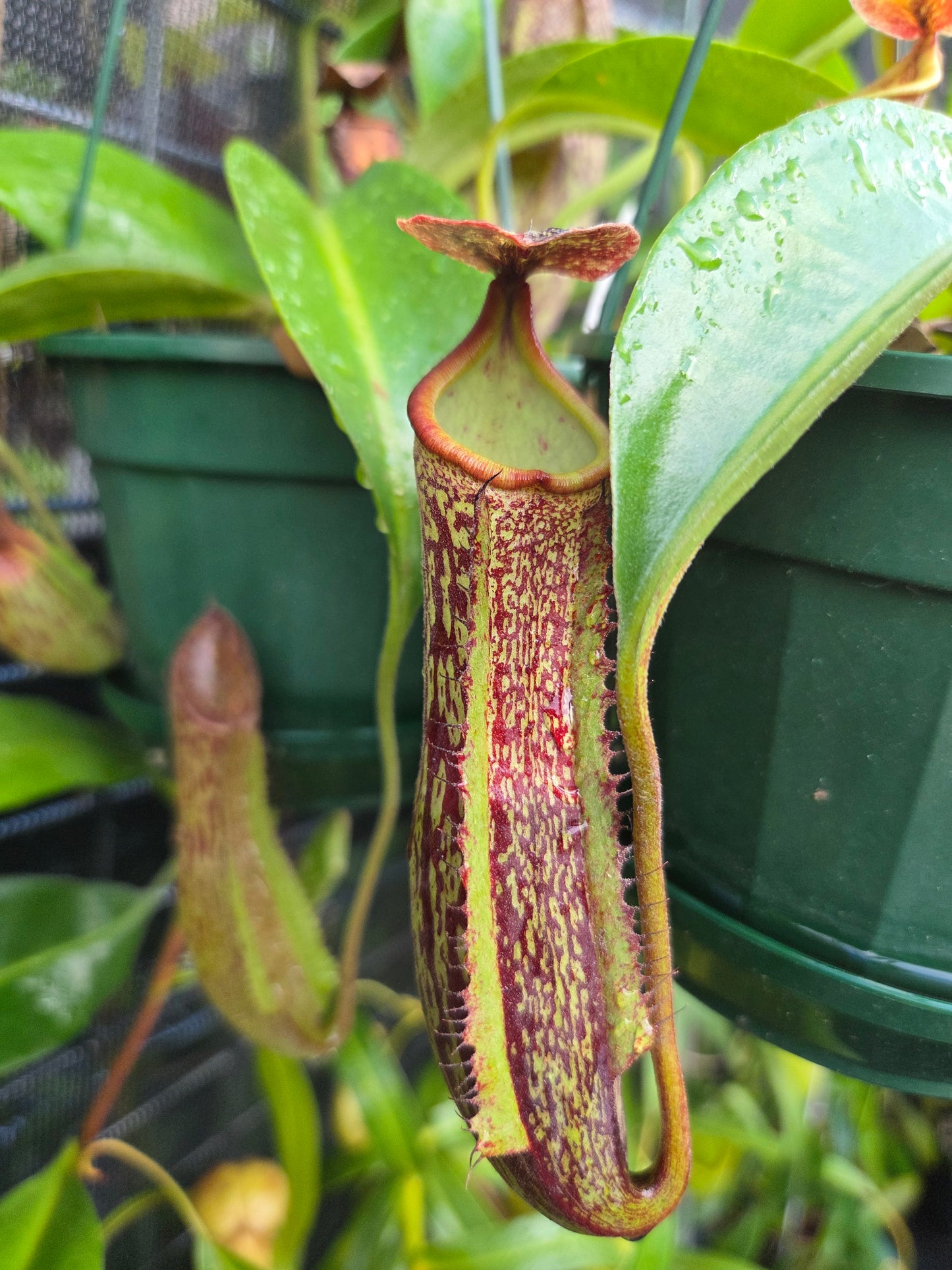 Nepenthes (glandulifera x boschiana) x LVB