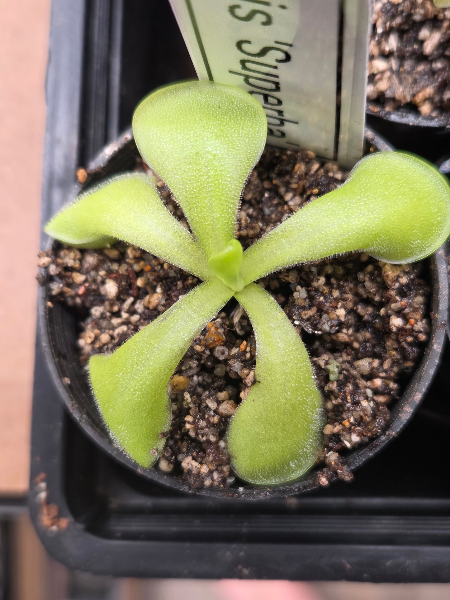Pinguicula moranensis 'Superba' (Medium)