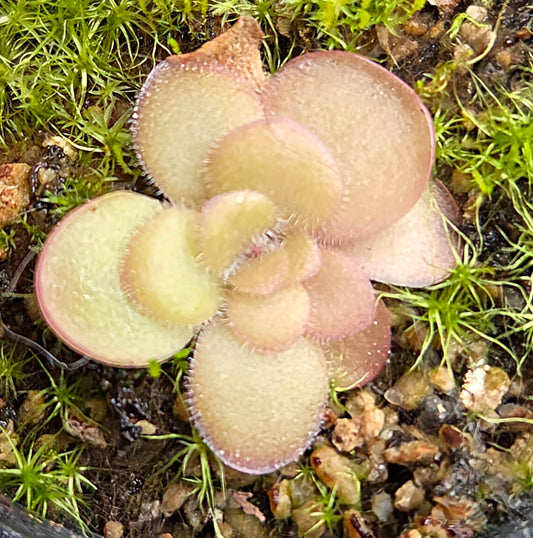 Pinguicula laueana x 'Sethos'