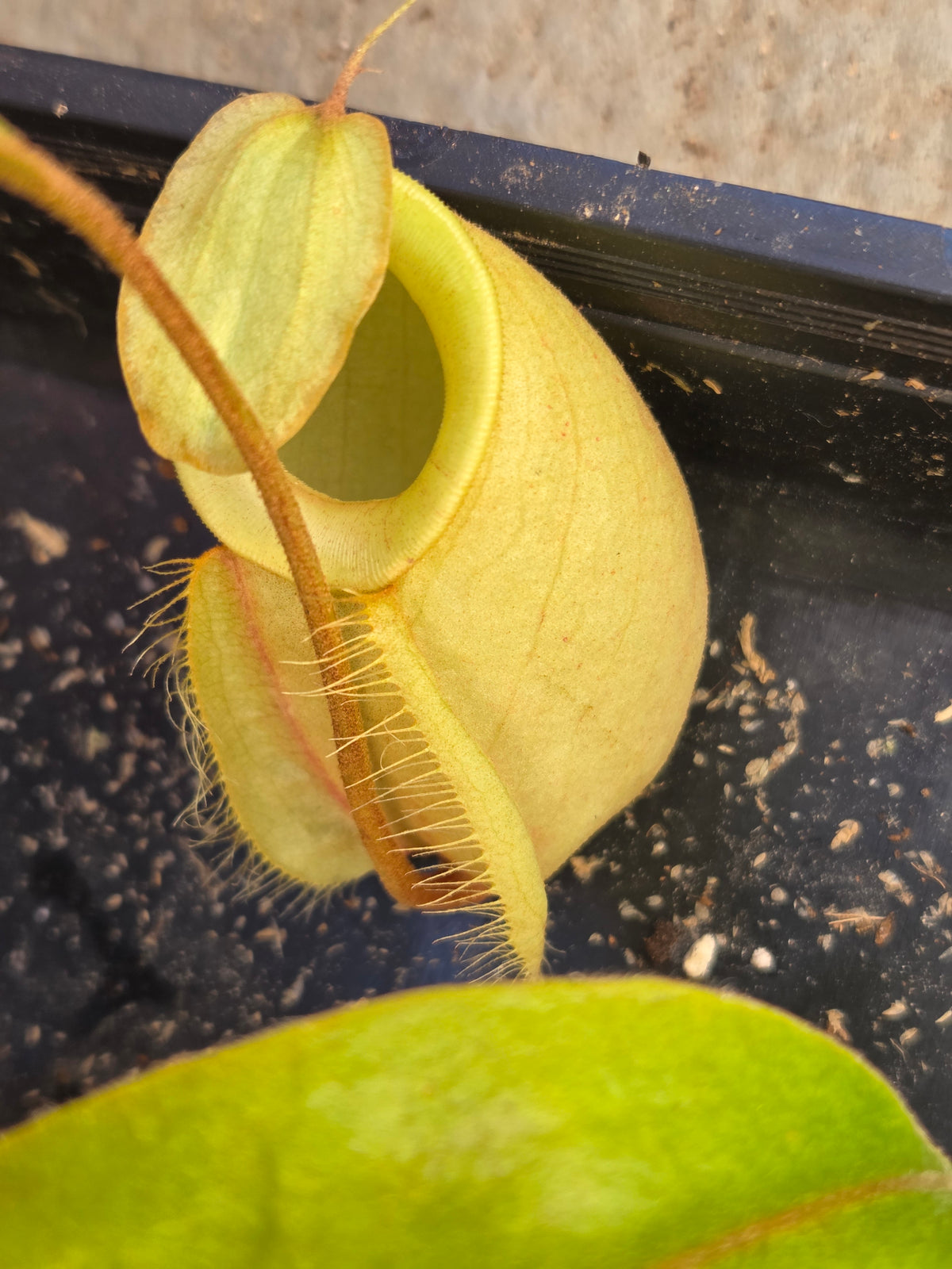 Nepenthes (viking x rafflesiana) x ampullaria (Large)