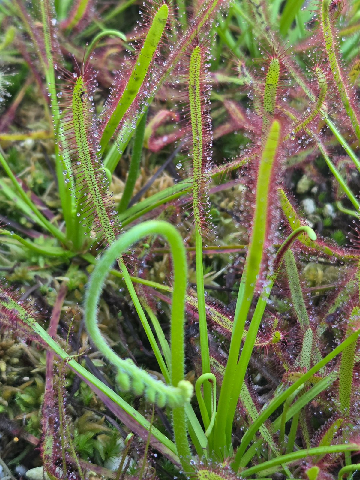 Drosera capensis "Typical" seeds