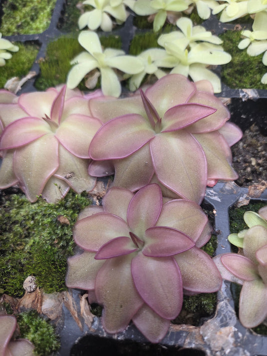 Pinguicula potosiensis (Large)