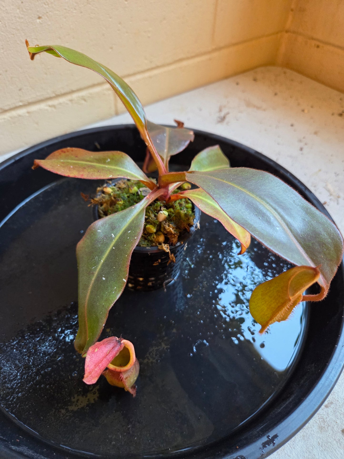 Nepenthes NOID