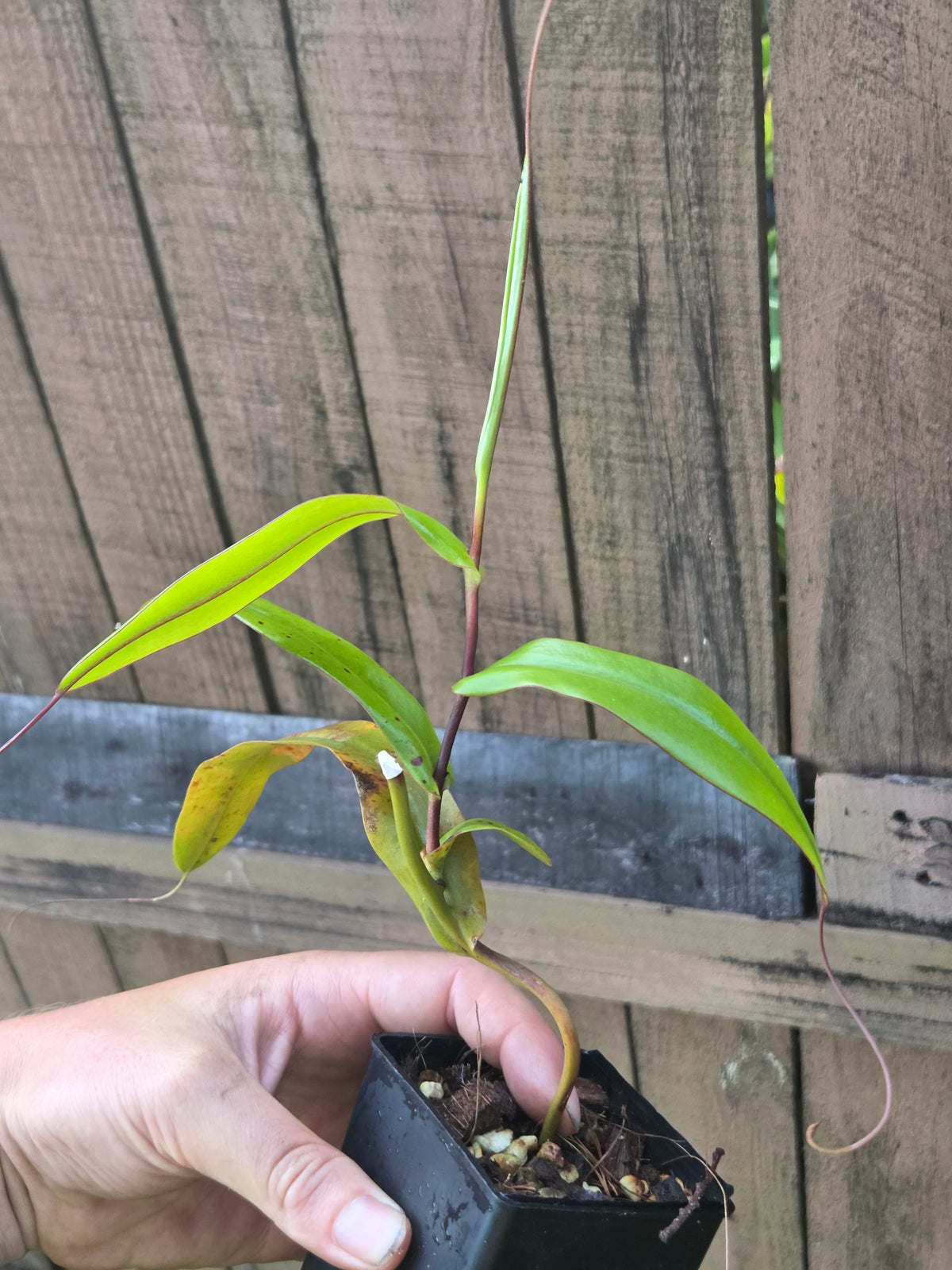 Nepenthes tentaculata x jacquelineae